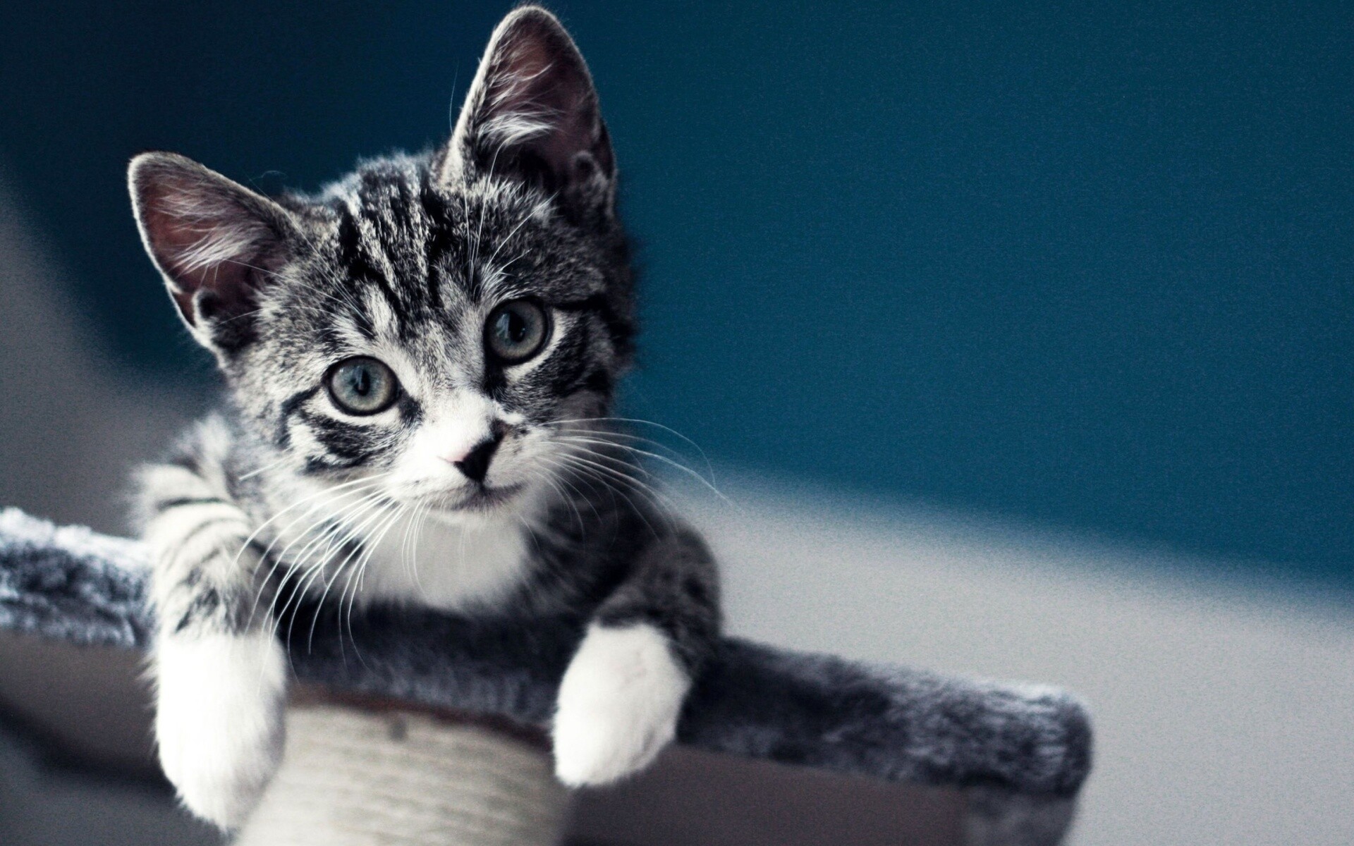 Grey tabby kitten, Carpeted scratching post, Teal blurred background Grey tabby kitten, Carpeted scratching post, Teal blurred background — 1920×1200 HD wallpaper