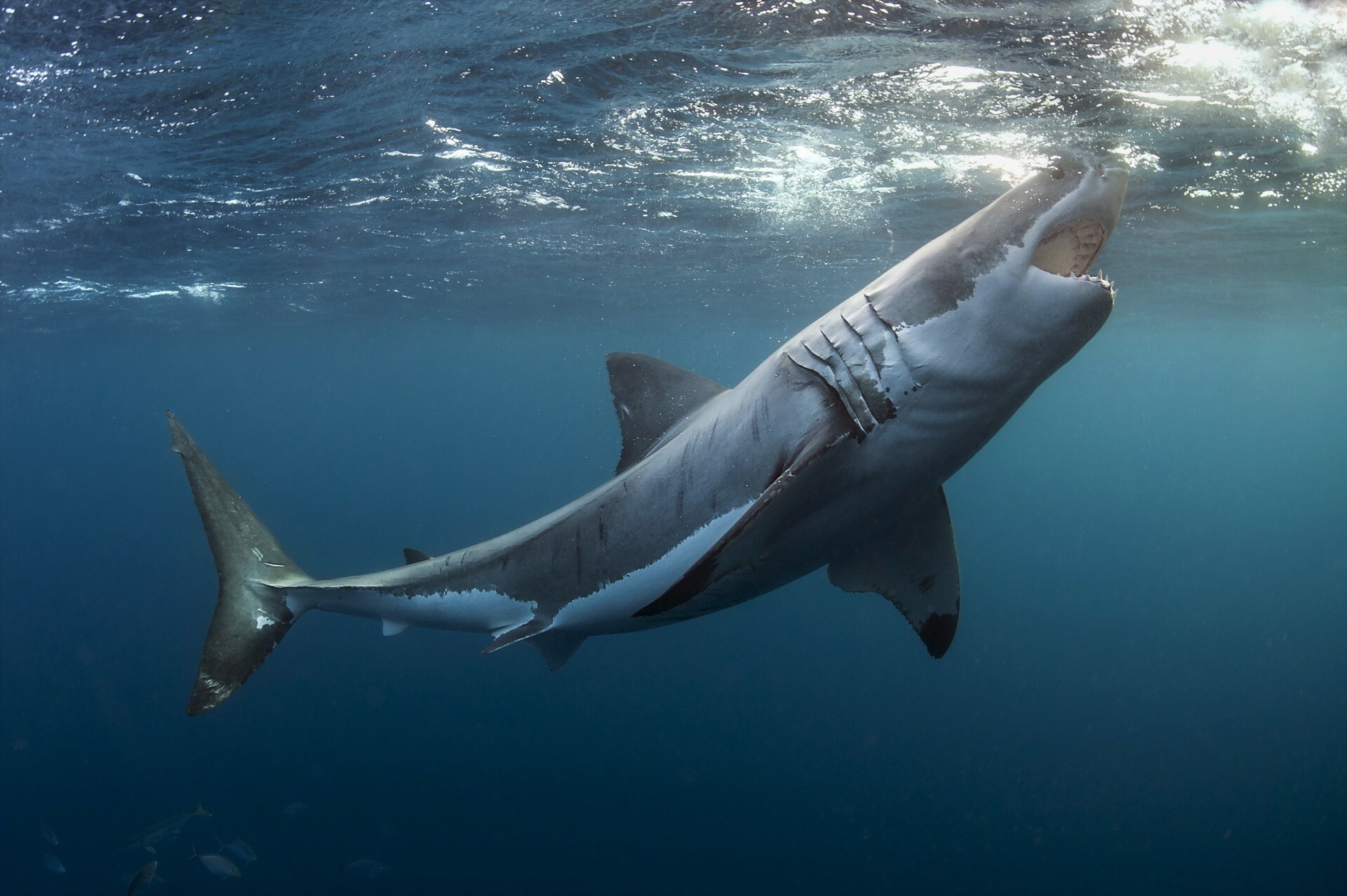 Great white shark, Open jaws underwater, Sunlit ocean surface Great white shark, Open jaws underwater, Sunlit ocean surface — 1920×1277 HD wallpaper