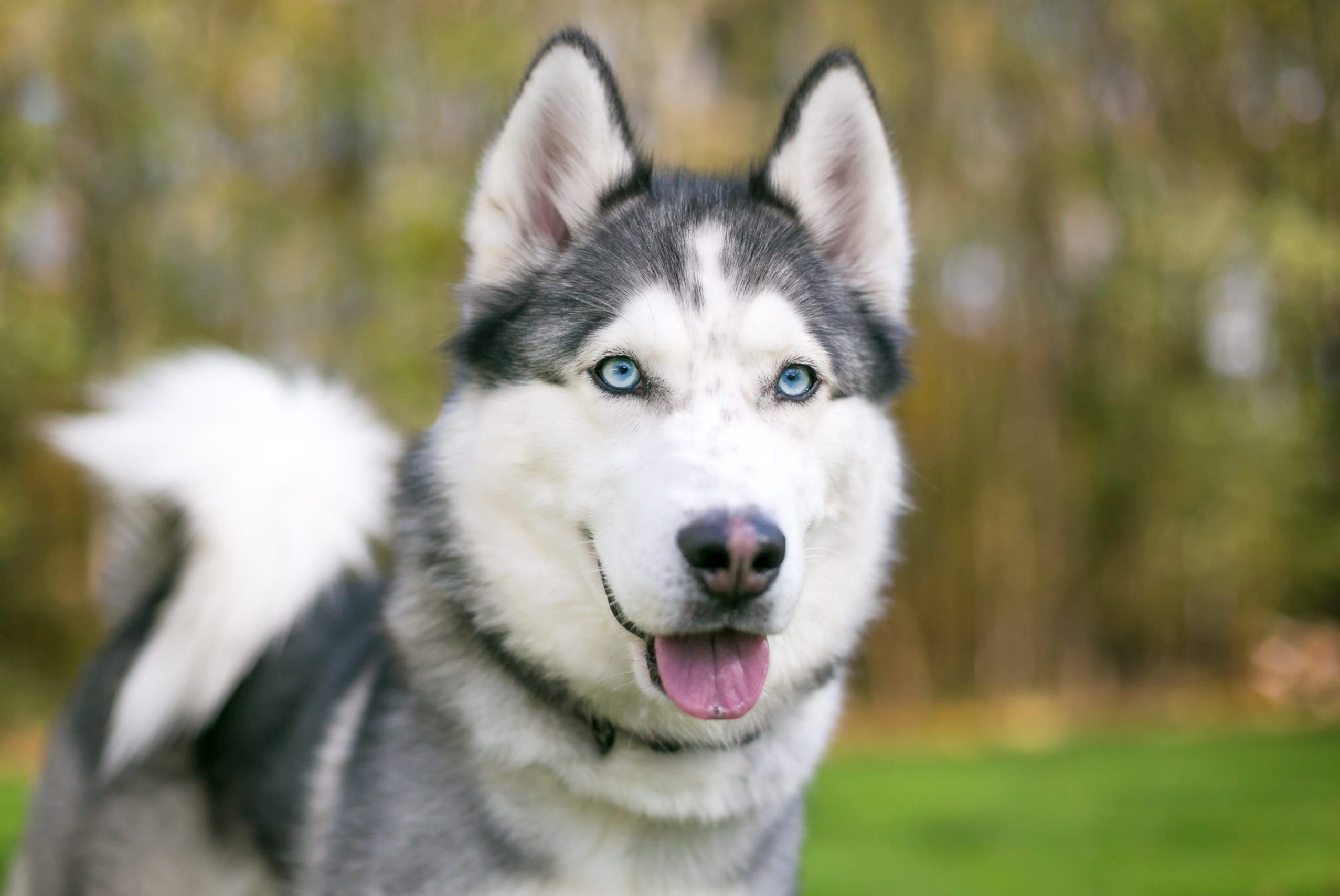 Siberian Husky, Blue eyes panting, Grassy outdoor setting Siberian Husky, Blue eyes panting, Grassy outdoor setting — 2554×1708 HD wallpaper