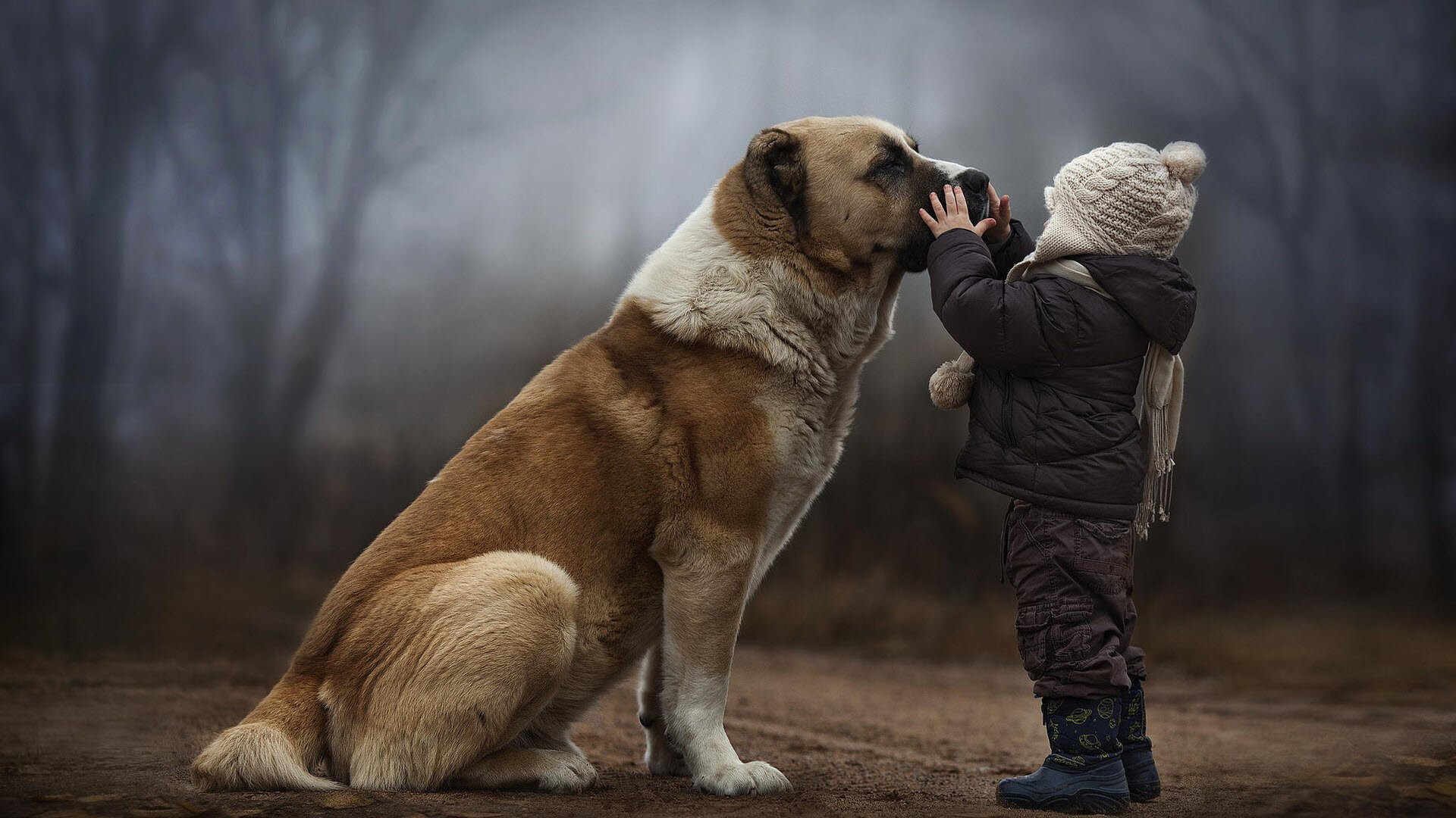 Central Asian Shepherd, Child in knit hat, Foggy forest road Central Asian Shepherd, Child in knit hat, Foggy forest road — 1920×1080 HD wallpaper