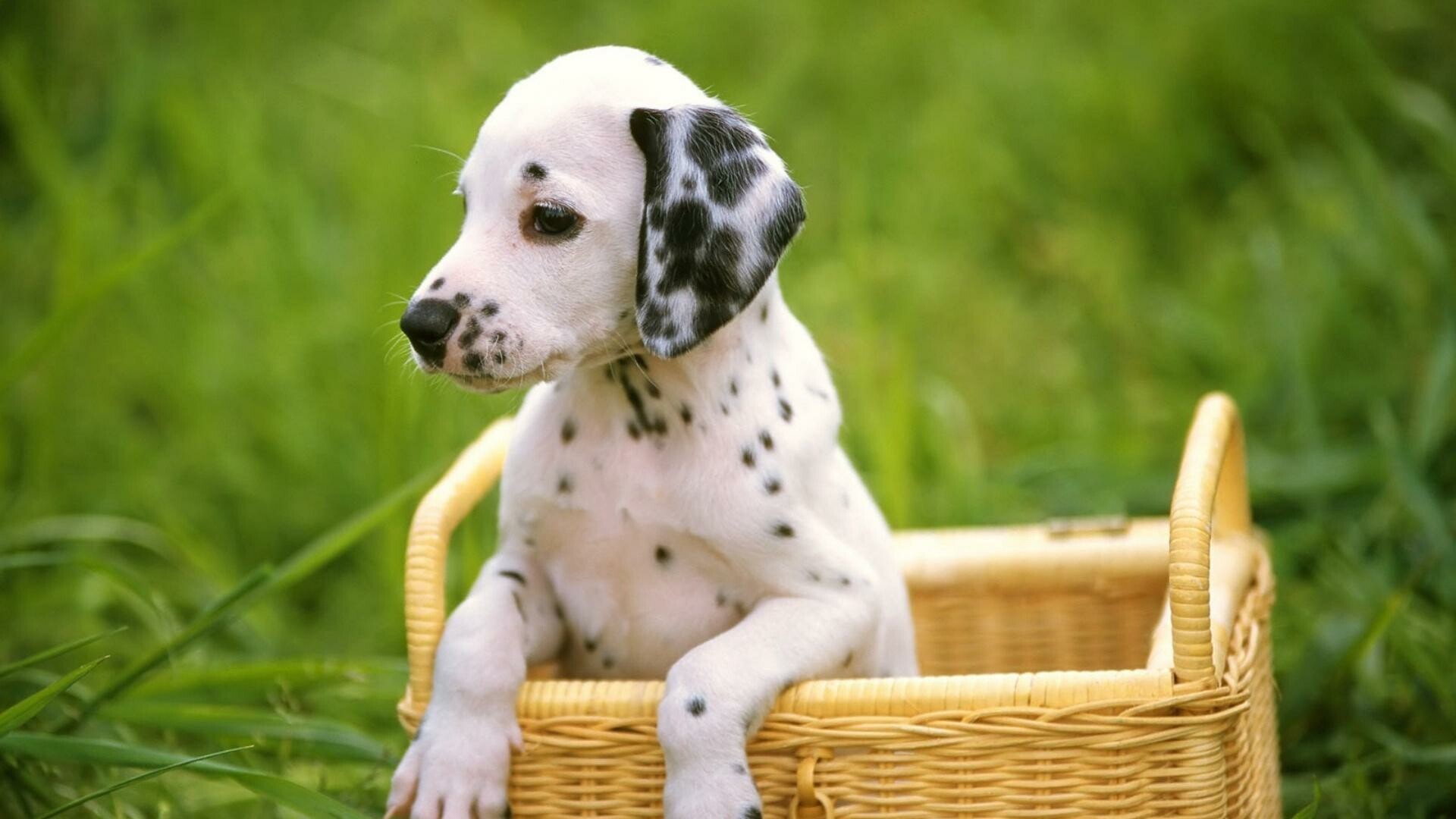 Dalmatian, Puppies Wallpaper, Full HD Desktop Dalmatian, Puppies Wallpaper, Full HD Desktop — 1920×1080 HD wallpaper