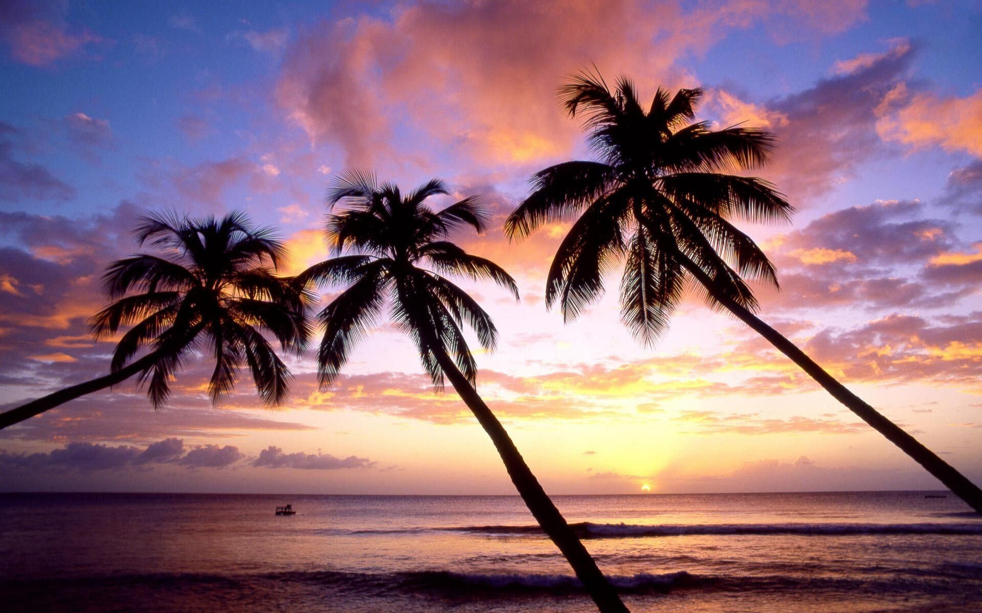 Silhouetted coconut palms, Tropical sunset ocean, Purple pink clouds Silhouetted coconut palms, Tropical sunset ocean, Purple pink clouds — 1920×1200 HD wallpaper