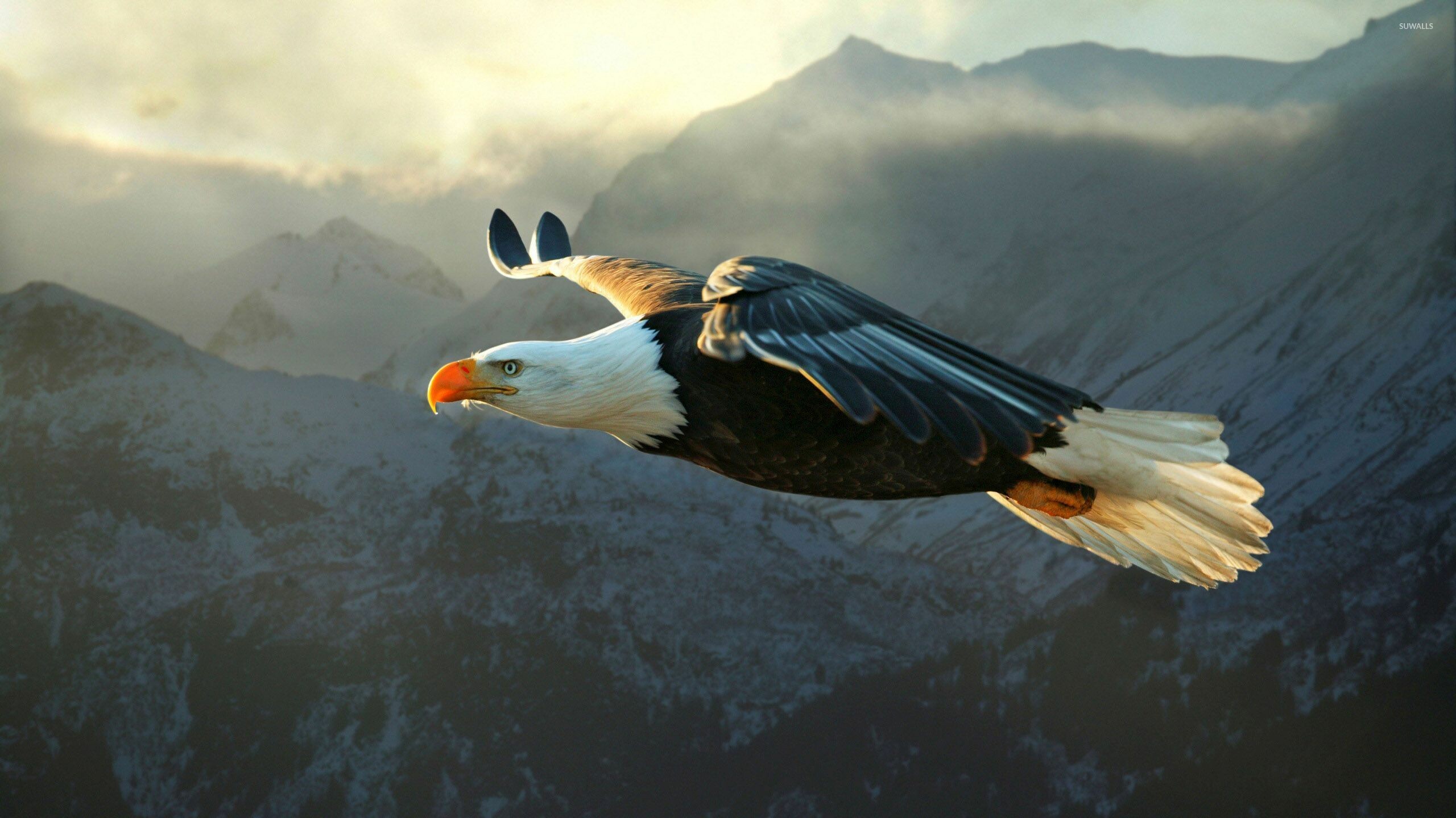 Bald eagle in flight, Snow-capped mountain peaks, Misty sunrise sky Bald eagle in flight, Snow-capped mountain peaks, Misty sunrise sky — 2560×1440 HD wallpaper