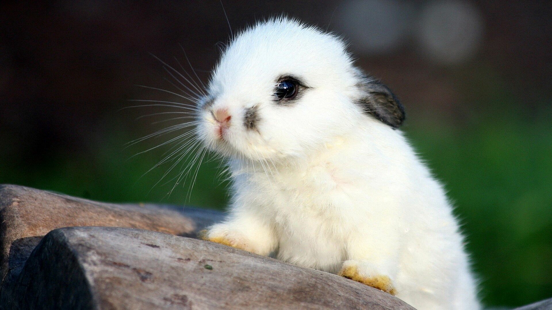 White baby rabbit, Gray wooden log, Blurred green foliage White baby rabbit, Gray wooden log, Blurred green foliage — 1920×1080 HD wallpaper