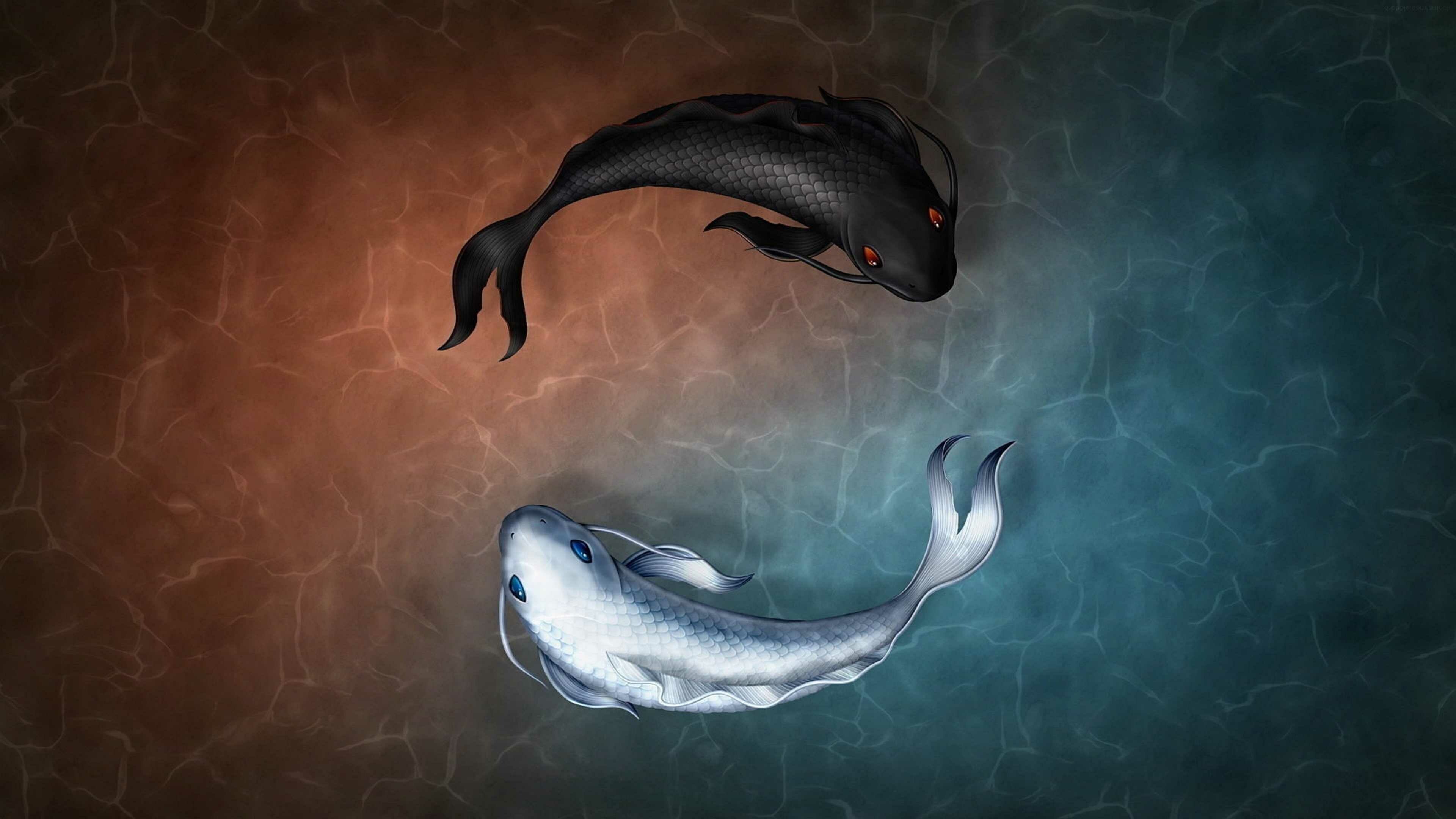 Yin yang koi fish, Black and white koi, Red teal water Yin yang koi fish, Black and white koi, Red teal water — 3840×2160 HD wallpaper