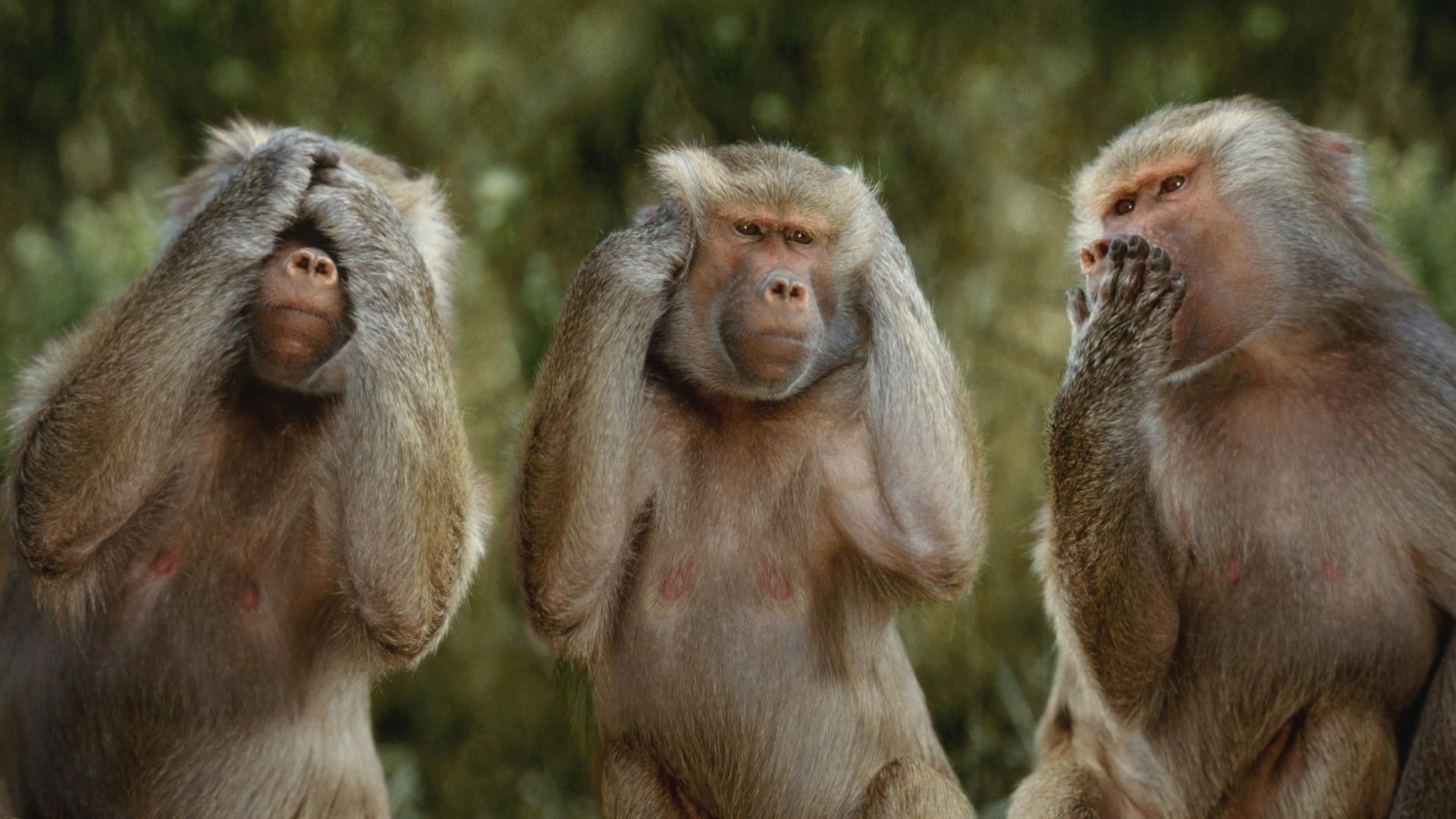 Hamadryas baboons trio, Three wise monkeys pose, See hear speak no evil Hamadryas baboons trio, Three wise monkeys pose, See hear speak no evil — 1920×1080 HD wallpaper