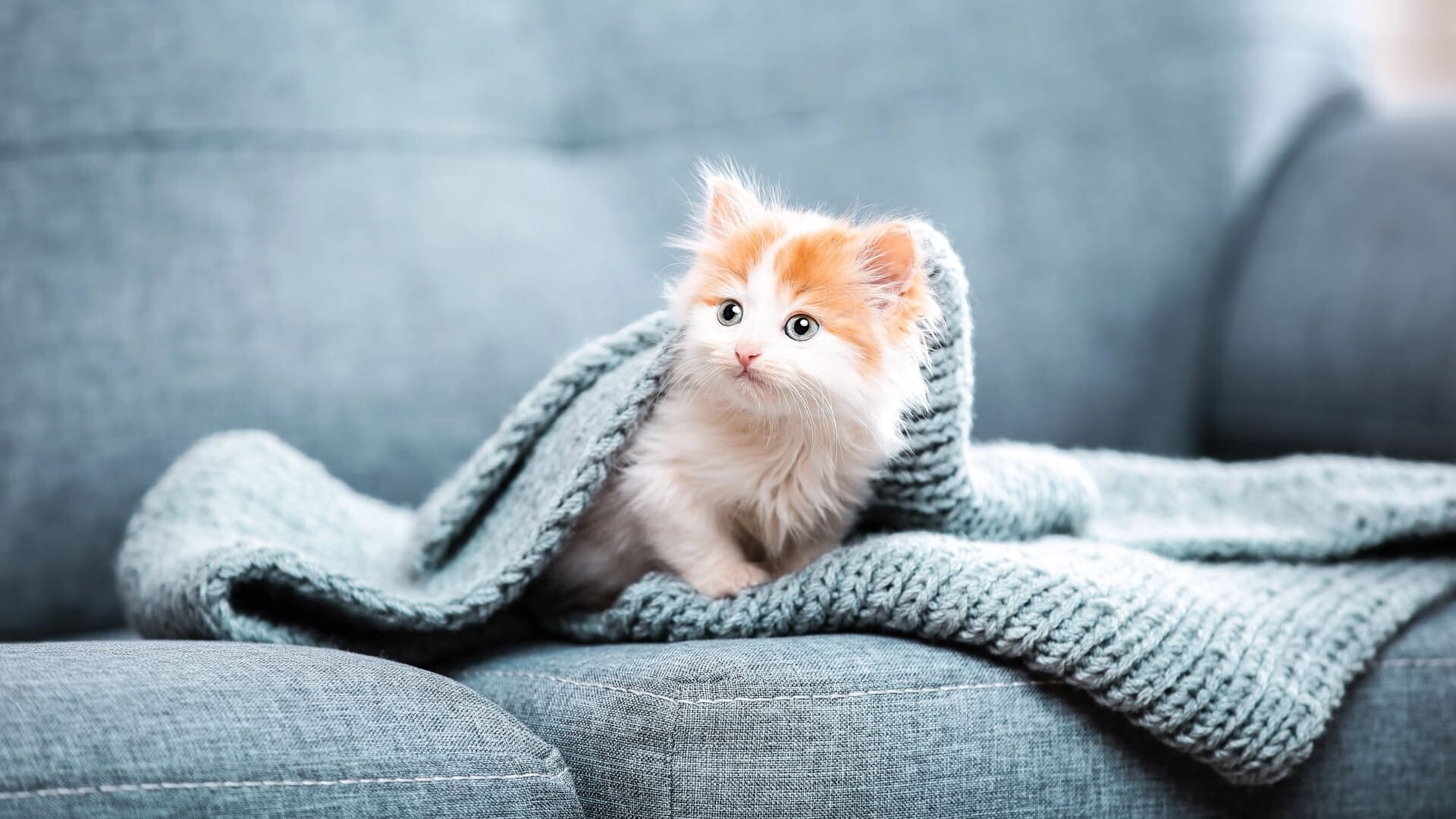 Orange white kitten, Grey knitted blanket, Grey couch Orange white kitten, Grey knitted blanket, Grey couch — 1920×1080 HD wallpaper