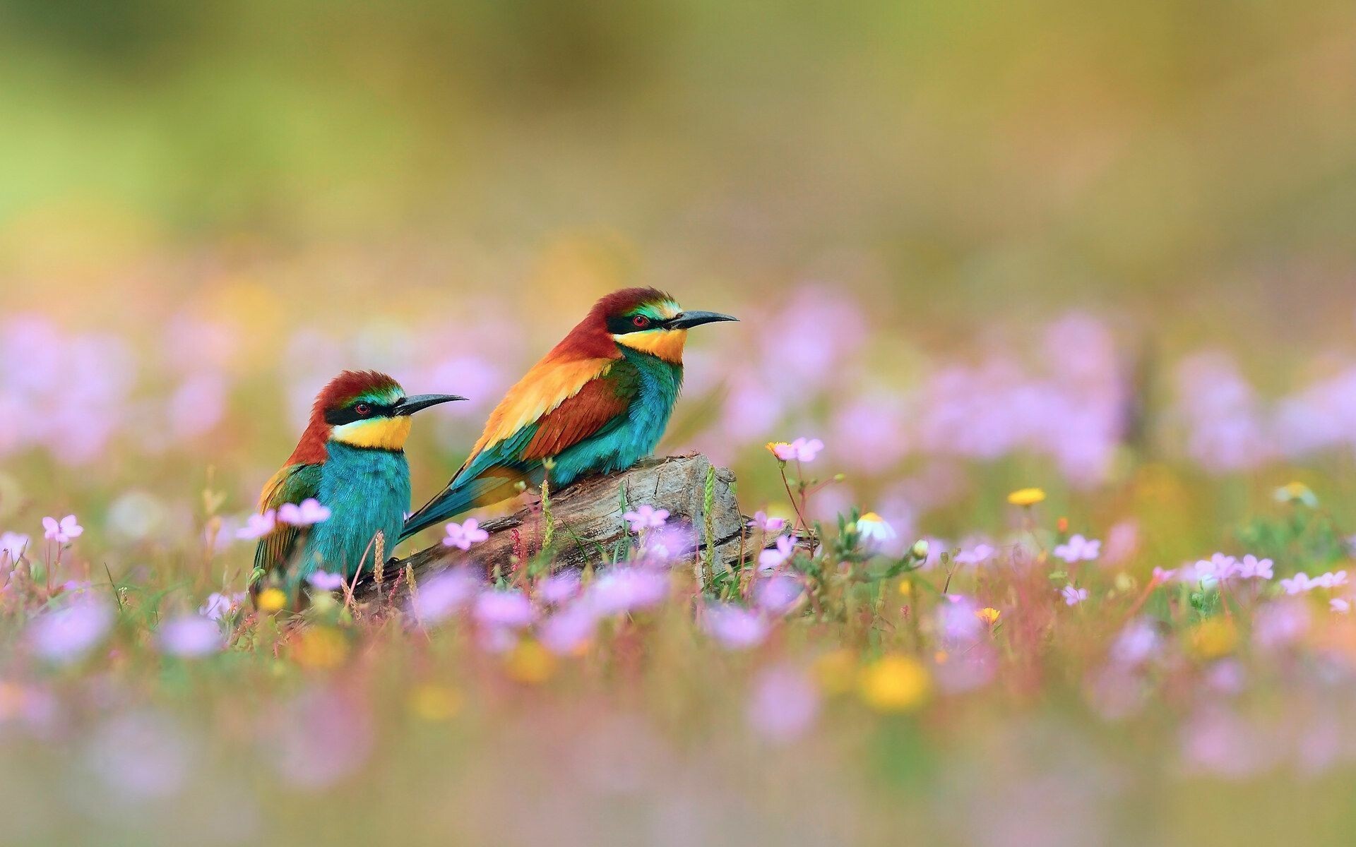 European bee-eaters pair, Wildflower meadow, Perched on log European bee-eaters pair, Wildflower meadow, Perched on log — 1920×1200 HD wallpaper