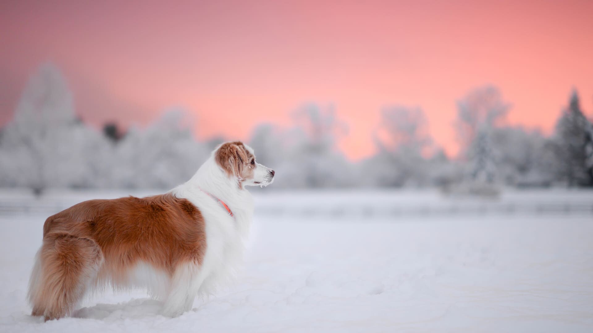 Red-white Border Collie, Snowy field, Pink sunset sky Red-white Border Collie, Snowy field, Pink sunset sky — 1920×1080 HD wallpaper