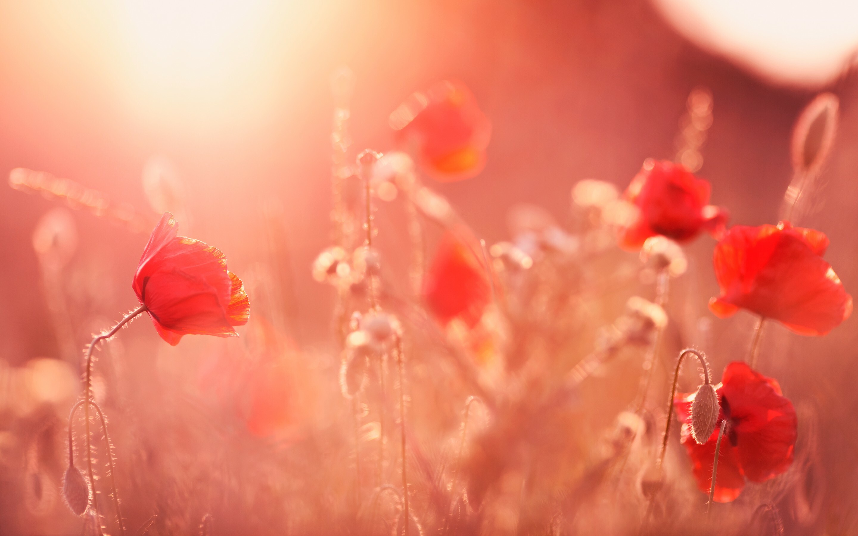 Red poppy flowers, Sunlit meadow, Golden haze Red poppy flowers, Sunlit meadow, Golden haze — 2880×1800 HD wallpaper