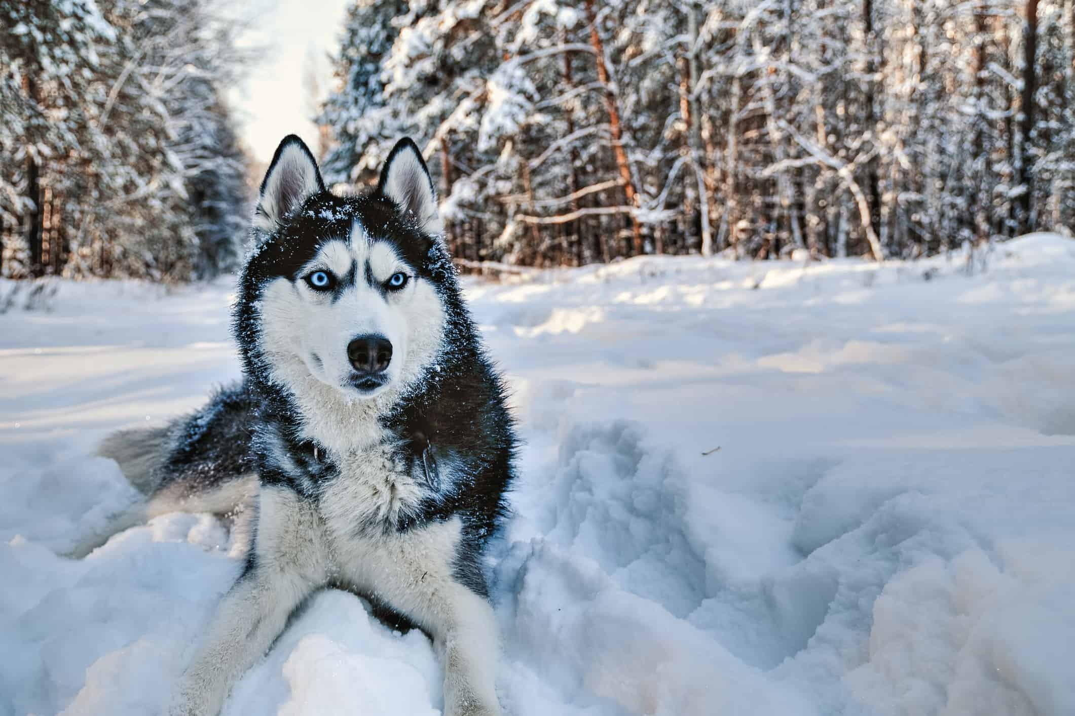 Siberian Husky blue eyes, Snowy pine forest, Dog lying in snow Siberian Husky blue eyes, Snowy pine forest, Dog lying in snow — 2121×1414 HD wallpaper