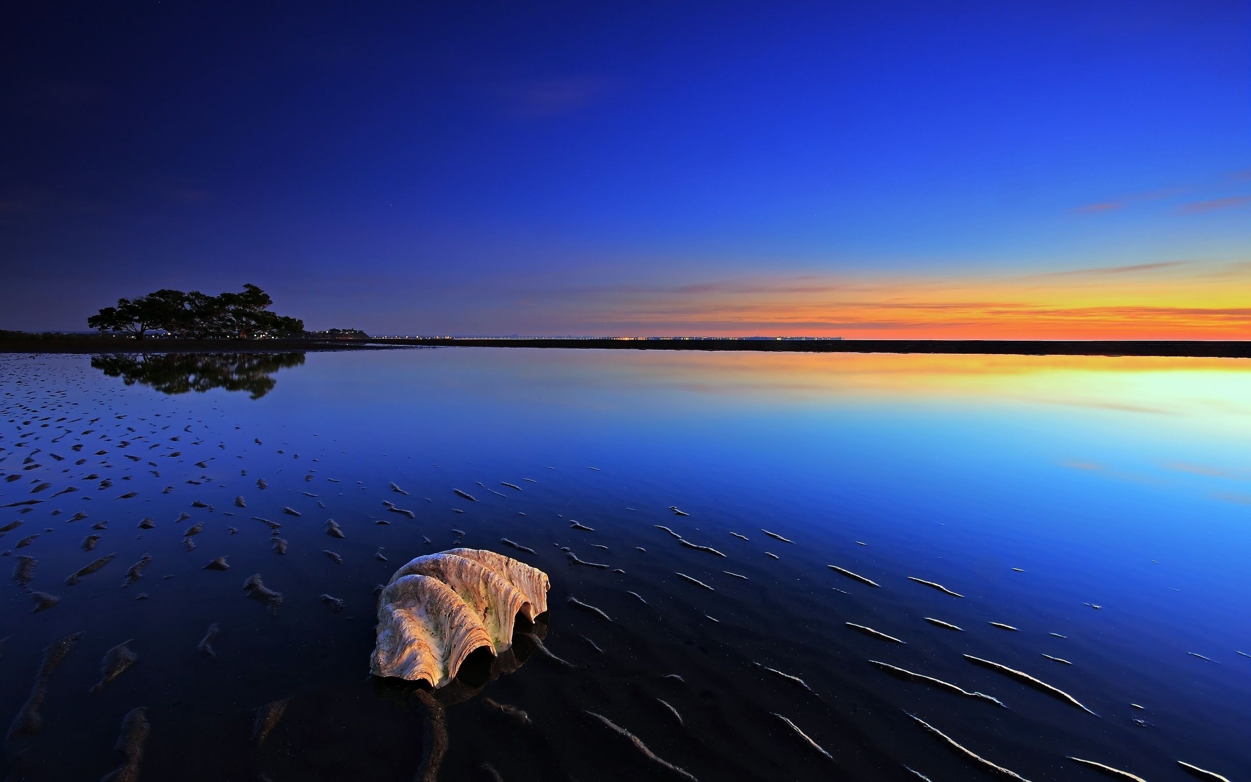 White seashell on shore, Calm sunset lagoon, Silhouetted island tree White seashell on shore, Calm sunset lagoon, Silhouetted island tree — 2560×1600 HD wallpaper