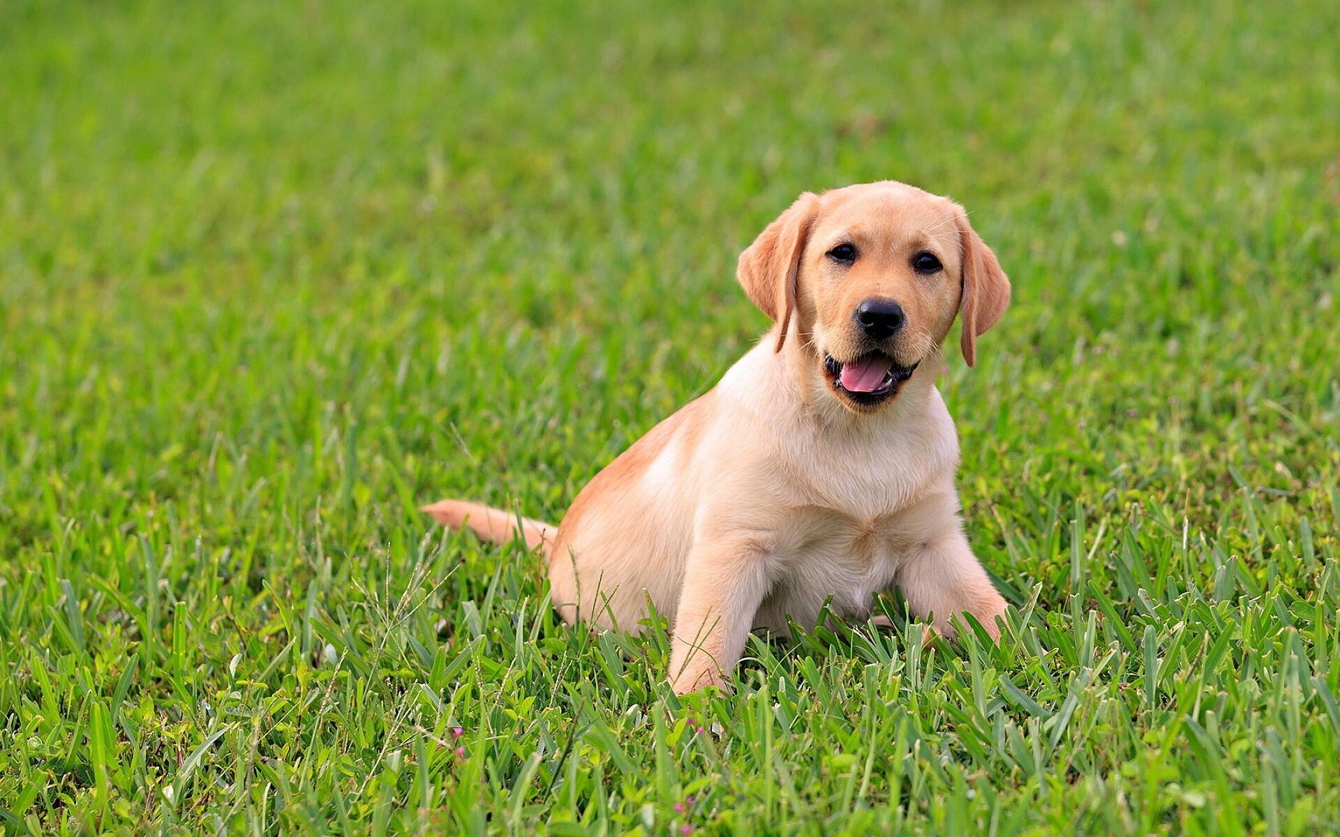 Yellow Labrador puppy, Green grass lawn, Tongue out sitting — 1920×1200 HD wallpaper