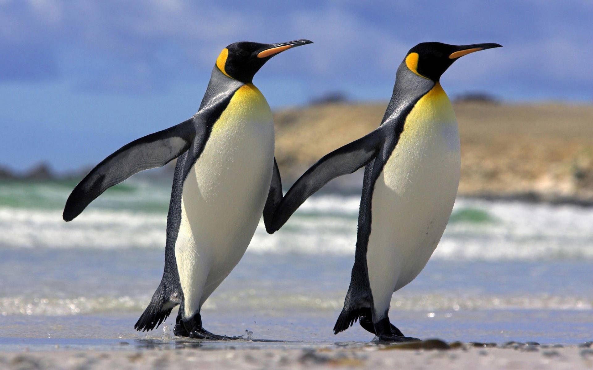 Two king penguins, Sandy beach shoreline, Ocean waves Two king penguins, Sandy beach shoreline, Ocean waves — 1920×1200 HD wallpaper