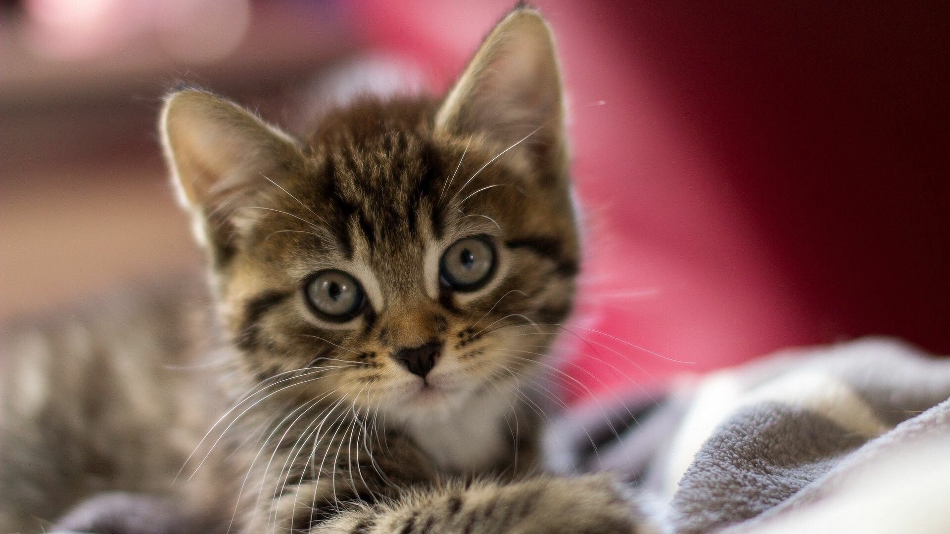 Tabby kitten, Striped fur blanket, Blurred red cushion Tabby kitten, Striped fur blanket, Blurred red cushion — 1920×1080 HD wallpaper