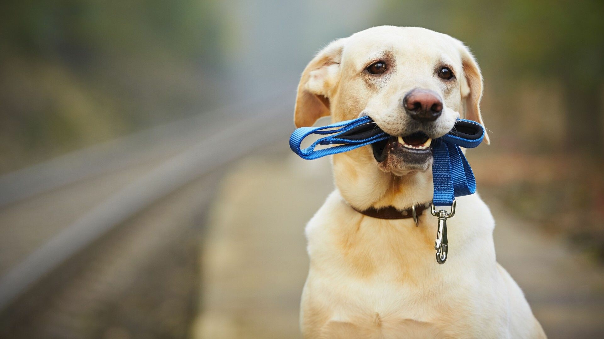 Yellow Labrador Retriever, Blue leash in mouth, Blurred railway tracks Yellow Labrador Retriever, Blue leash in mouth, Blurred railway tracks — 1920×1080 HD wallpaper