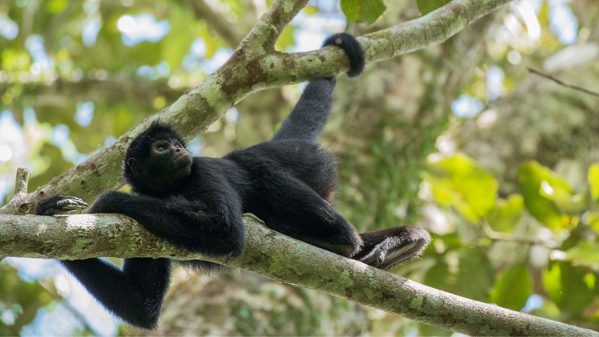 Black spider monkey, Tree branch perch, Rainforest canopy Black spider monkey, Tree branch perch, Rainforest canopy — 1920×1080 HD wallpaper