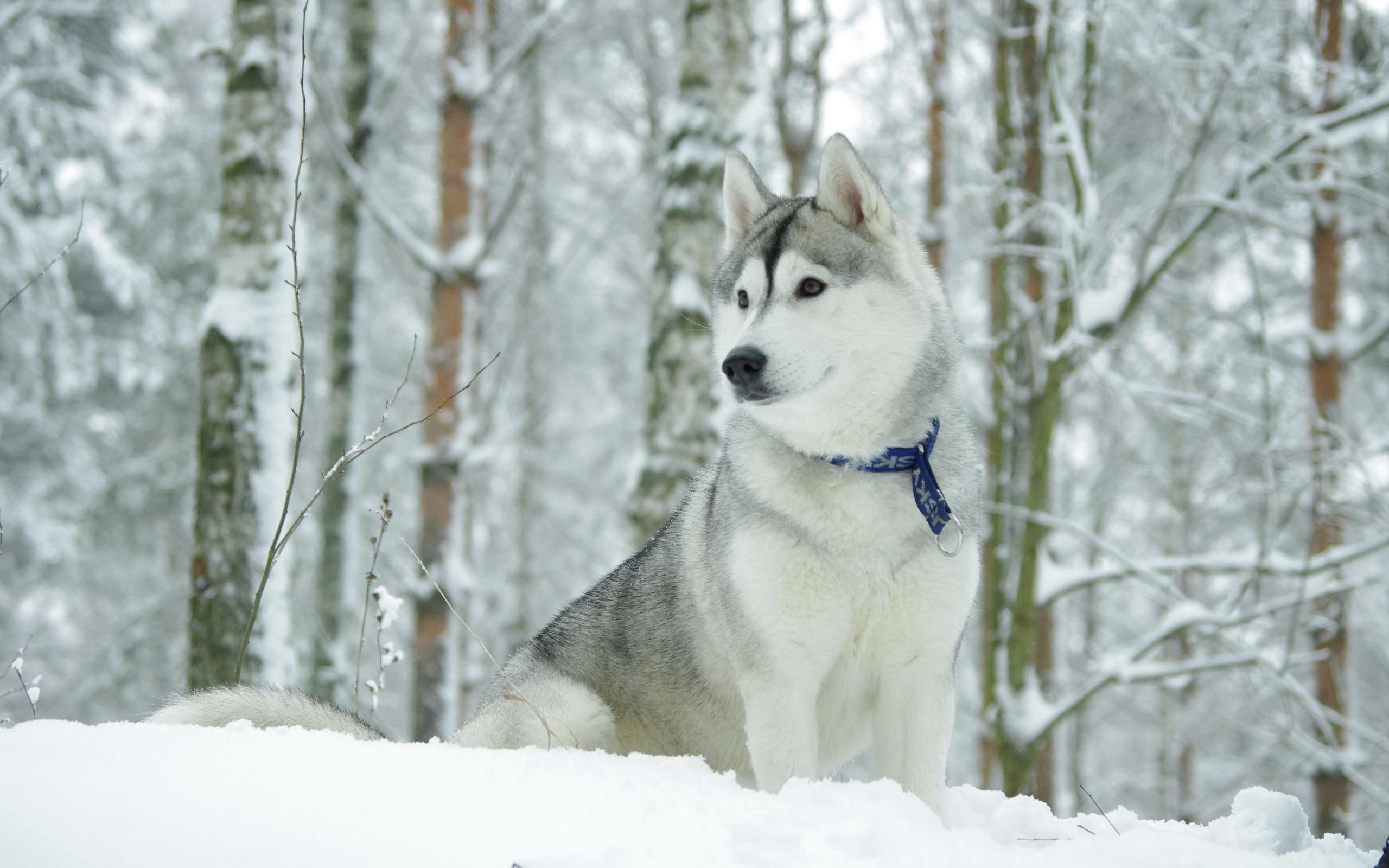 Siberian Husky, Blue collar, Snowy birch forest Siberian Husky, Blue collar, Snowy birch forest — 2560×1600 HD wallpaper
