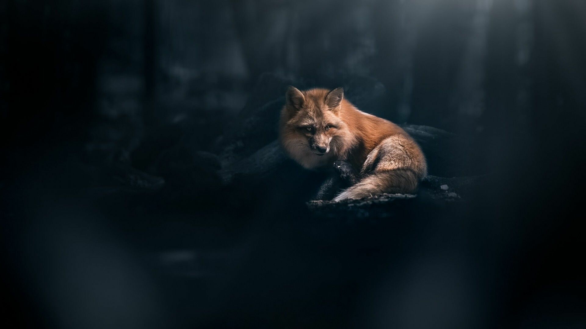 Red fox resting, Dark forest floor, Moody low light Red fox resting, Dark forest floor, Moody low light — 1920×1080 HD wallpaper