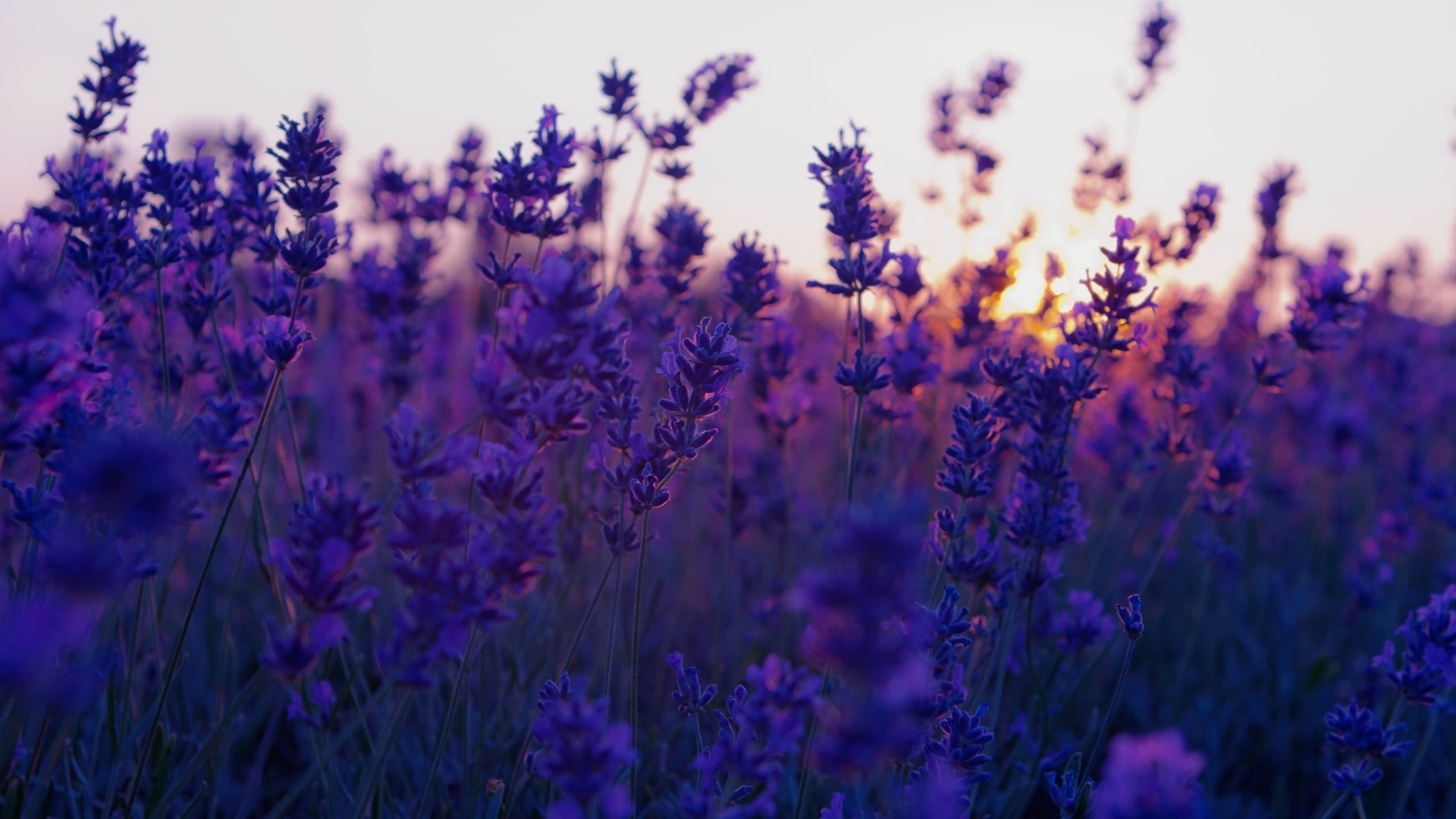 Lavender flower stalks, Golden sunset glow, Purple field close-up Lavender flower stalks, Golden sunset glow, Purple field close-up — 2560×1440 HD wallpaper