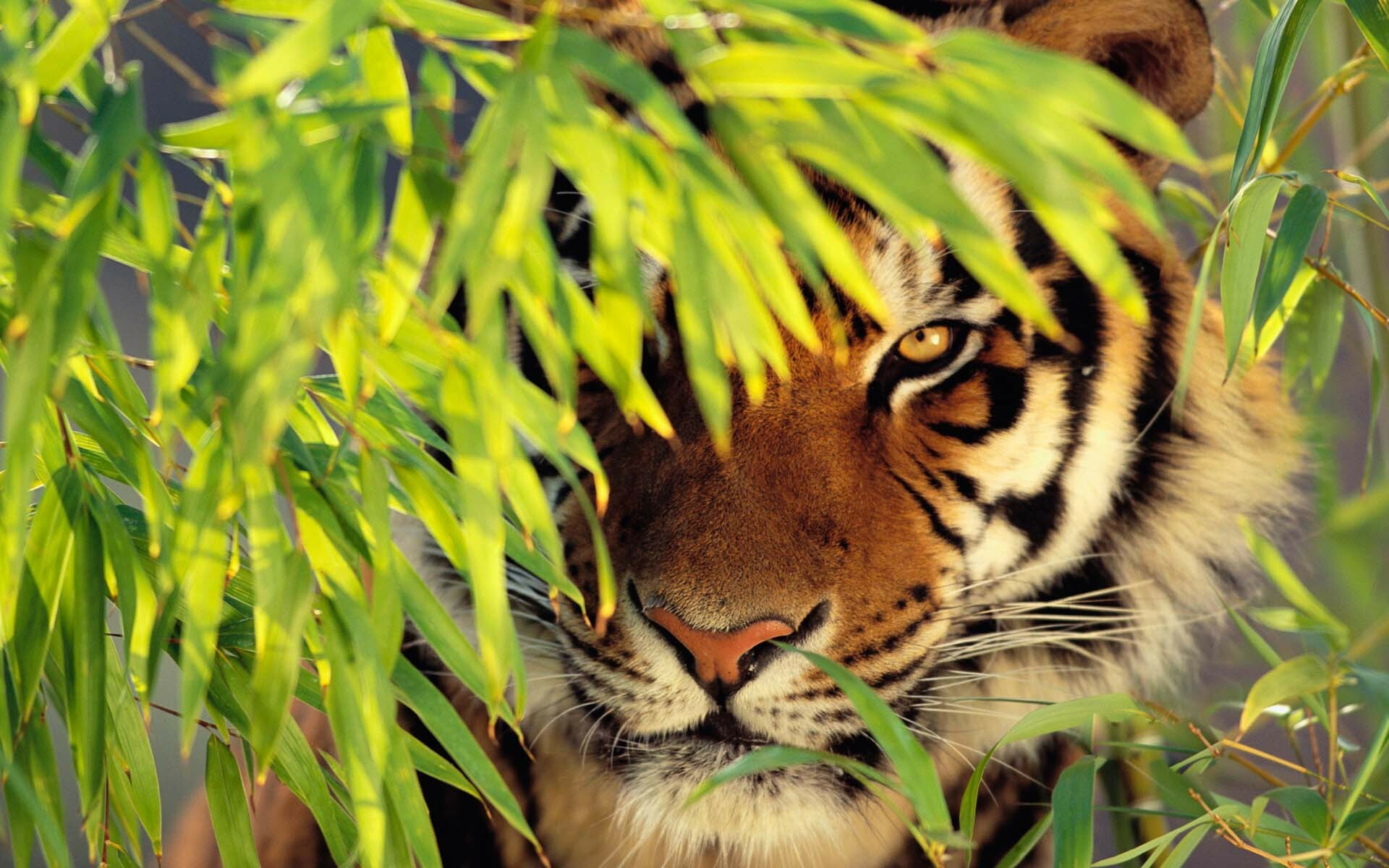Tiger behind bamboo, Green bamboo leaves, Camouflaged peering eye Tiger behind bamboo, Green bamboo leaves, Camouflaged peering eye — 1920×1200 HD wallpaper