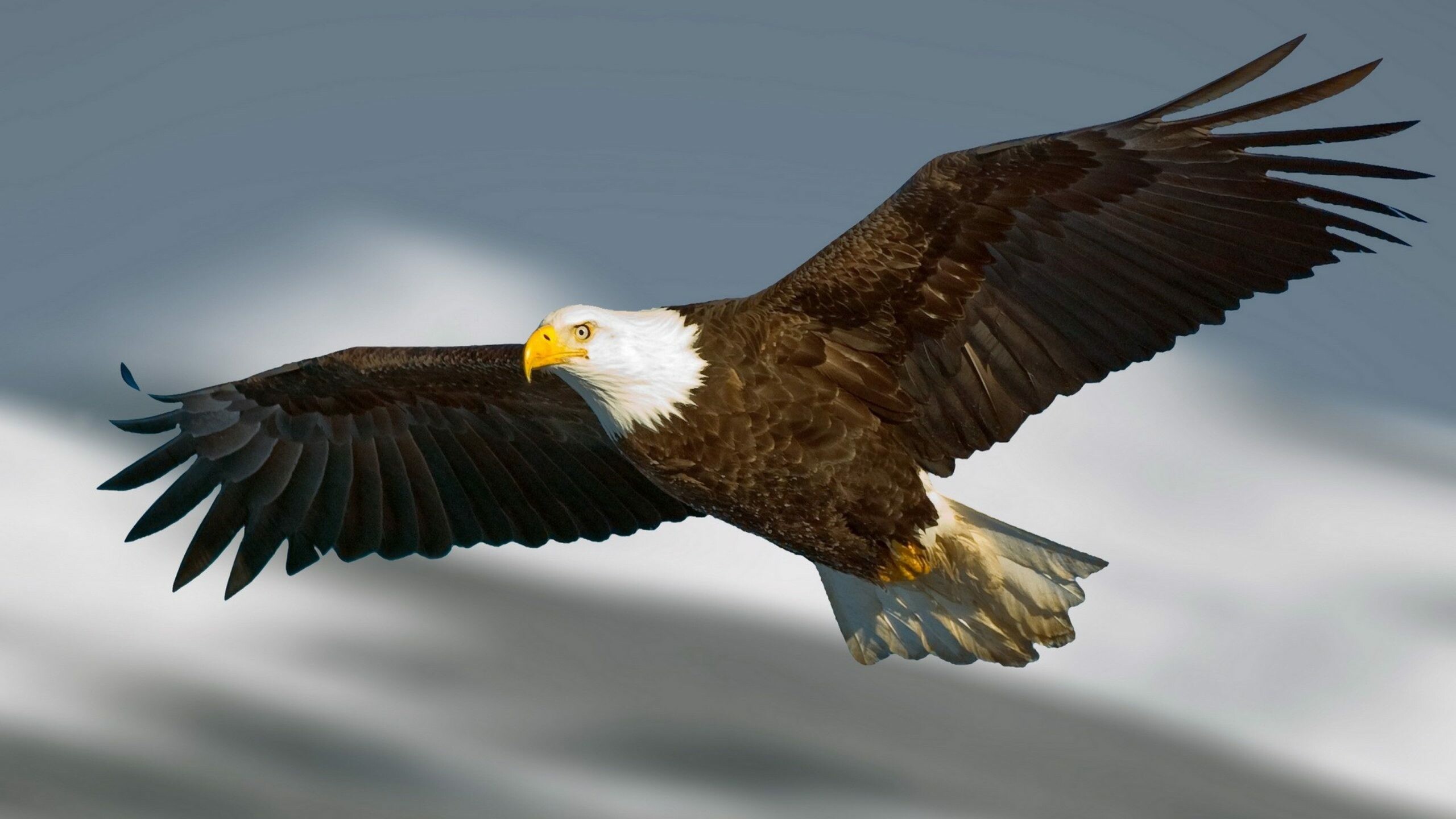 Bald eagle soaring, Outstretched wings, Blurred mountain backdrop Bald eagle soaring, Outstretched wings, Blurred mountain backdrop — 2560×1440 HD wallpaper