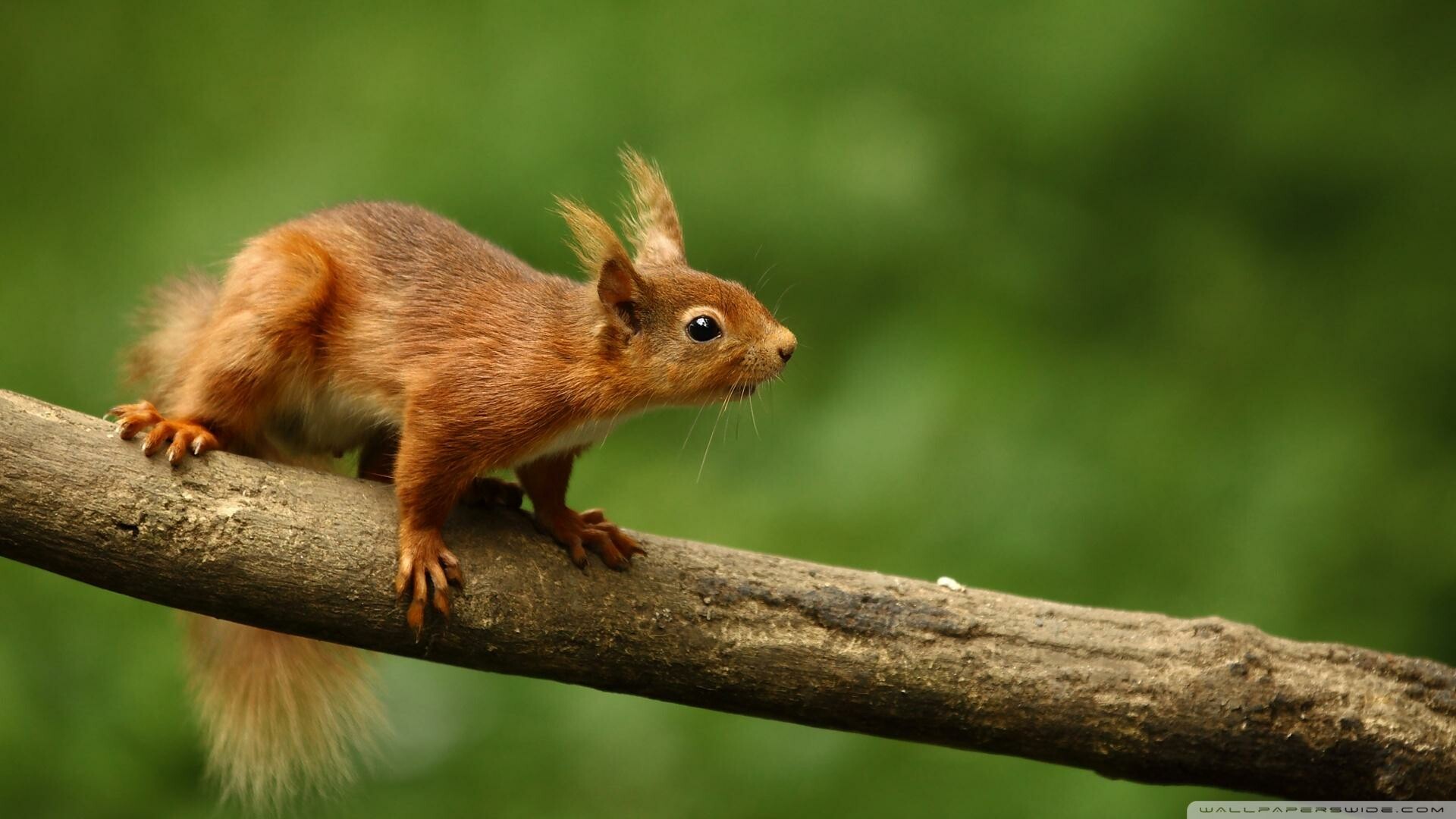 Eurasian red squirrel, Tree branch perch, Blurred green forest Eurasian red squirrel, Tree branch perch, Blurred green forest — 1920×1080 HD wallpaper