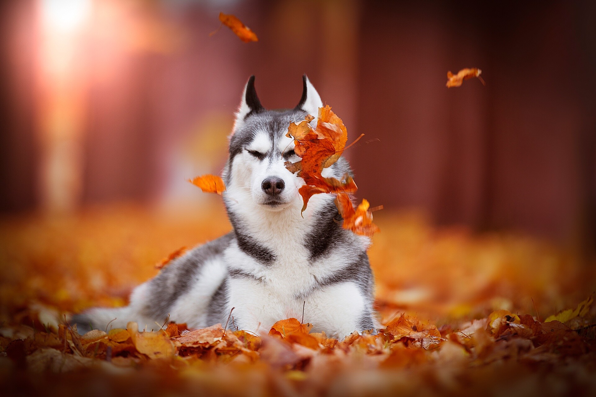 Siberian Husky, Falling autumn leaves, Warm forest bokeh Siberian Husky, Falling autumn leaves, Warm forest bokeh — 1920×1280 HD wallpaper