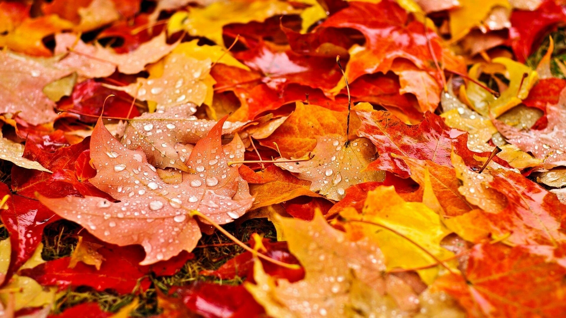 Fallen maple leaves, Water droplets, Autumn ground pile Fallen maple leaves, Water droplets, Autumn ground pile — 1920×1080 HD wallpaper