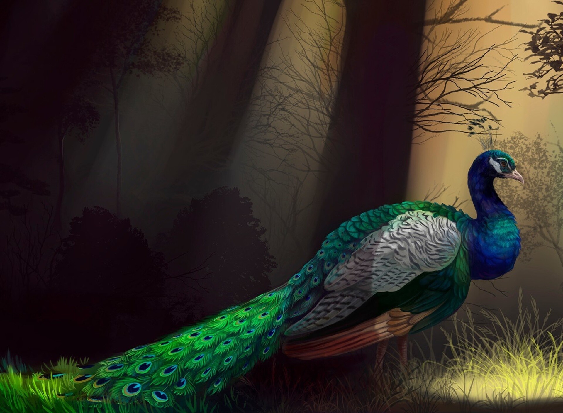 Indian peafowl illustration, Misty forest clearing, Iridescent tail feathers Indian peafowl illustration, Misty forest clearing, Iridescent tail feathers — 1920×1408 HD wallpaper