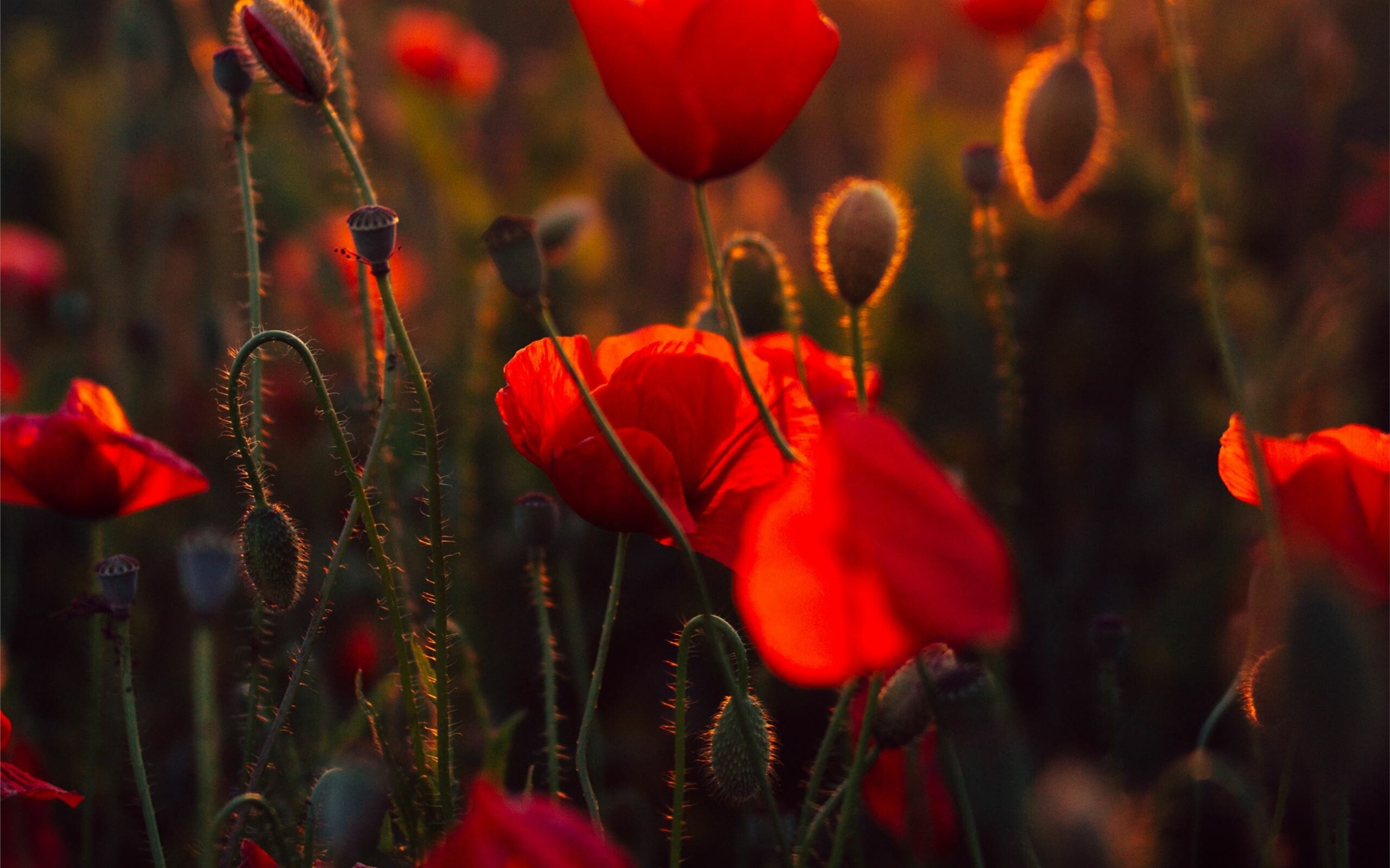 Red poppy flowers, Backlit poppy buds, Golden sunset field Red poppy flowers, Backlit poppy buds, Golden sunset field — 2560×1600 HD wallpaper