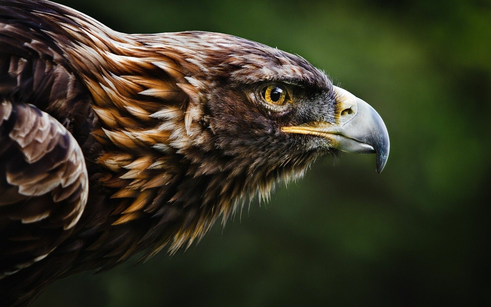 Golden eagle profile, Hooked beak closeup, Amber eye raptor Golden eagle profile, Hooked beak closeup, Amber eye raptor — 1920×1200 HD wallpaper