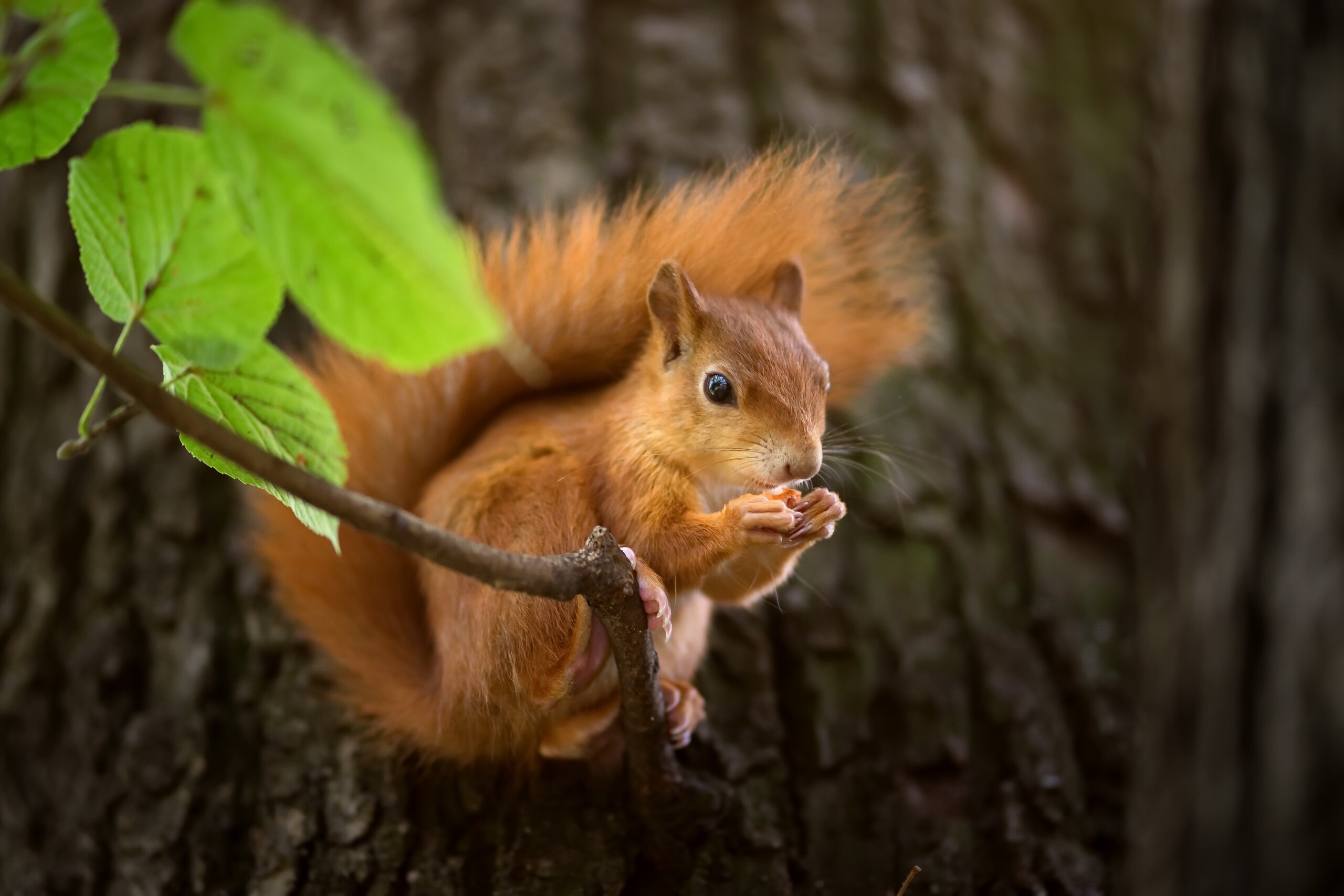Eurasian red squirrel, Hazel leaf branch, Tree bark trunk Eurasian red squirrel, Hazel leaf branch, Tree bark trunk — 2560×1707 HD wallpaper