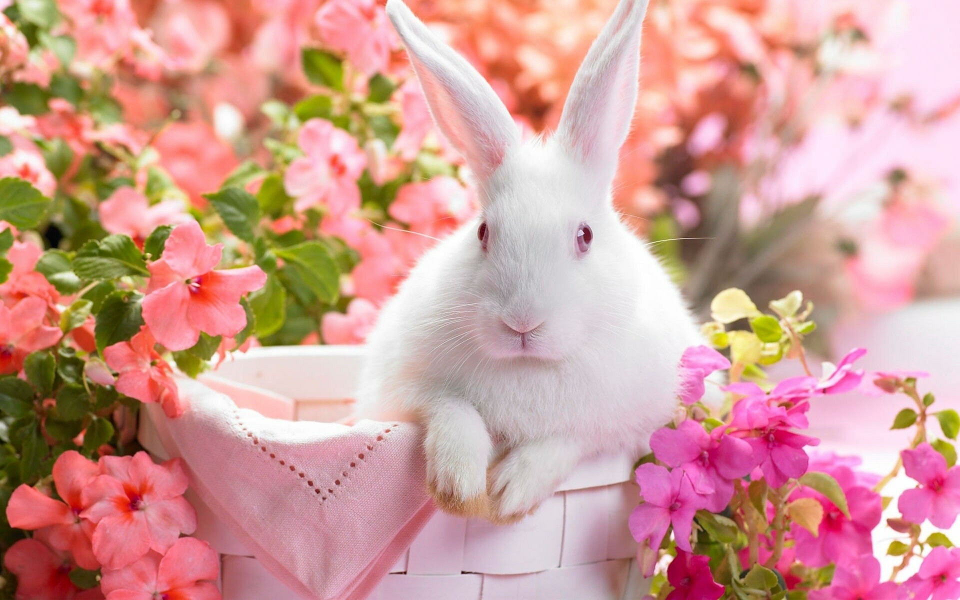 White rabbit red eyes, Pink wicker basket, Pink impatiens flowers White rabbit red eyes, Pink wicker basket, Pink impatiens flowers — 1920×1200 HD wallpaper