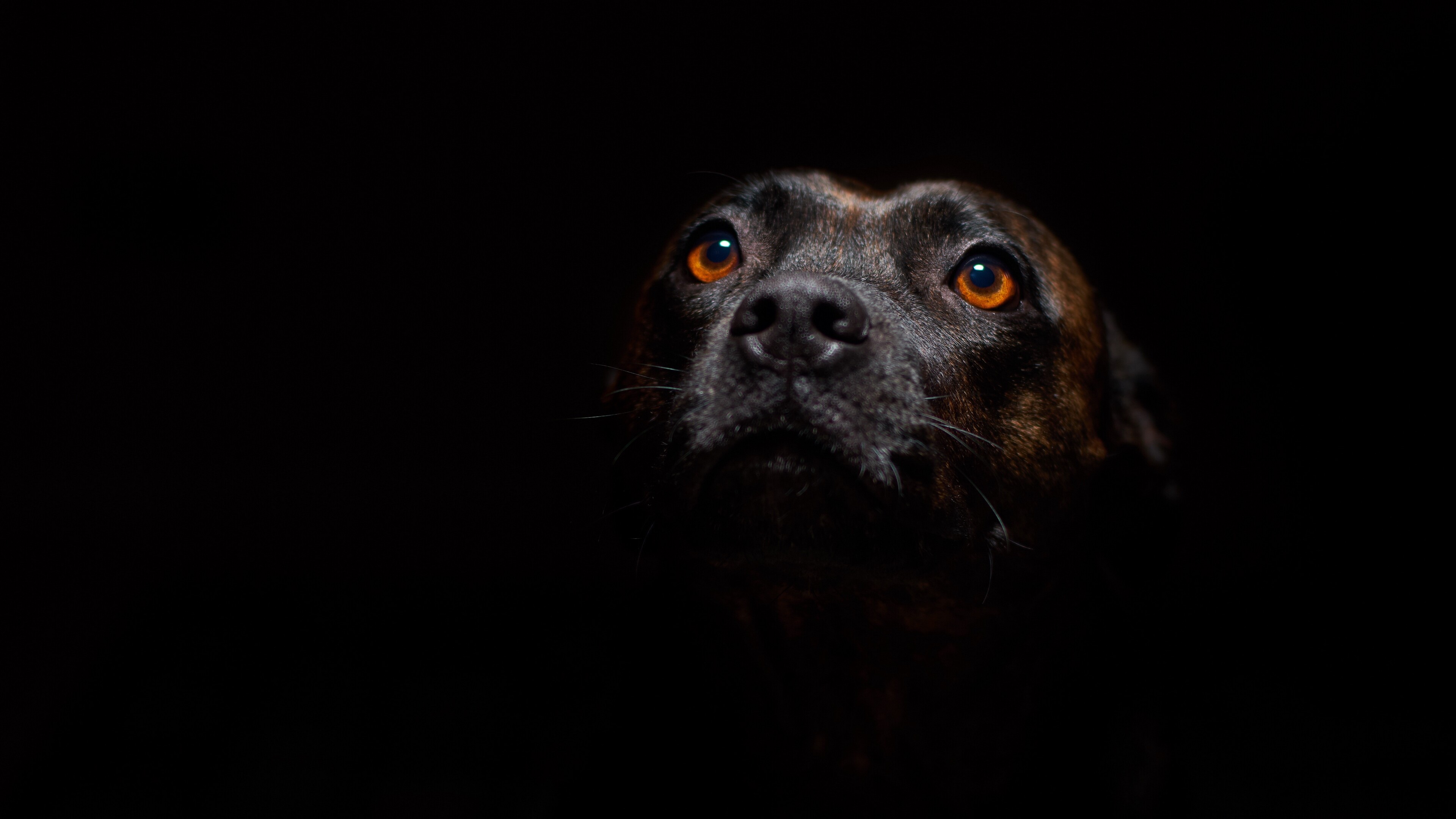 Staffordshire Bull Terrier, Amber eyes, Black background close-up — 3840×2160 HD wallpaper