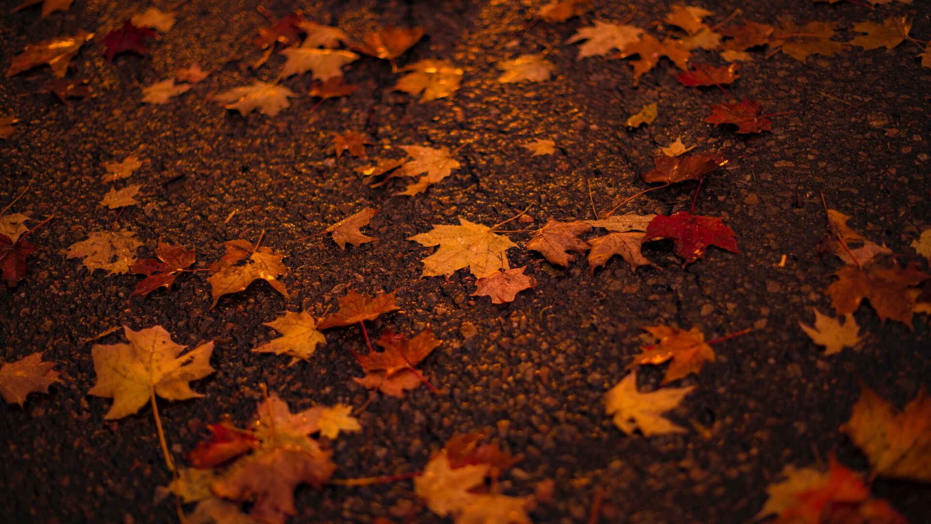Fallen maple leaves, Wet asphalt pavement, Autumn orange hues Fallen maple leaves, Wet asphalt pavement, Autumn orange hues — 1920×1080 HD wallpaper