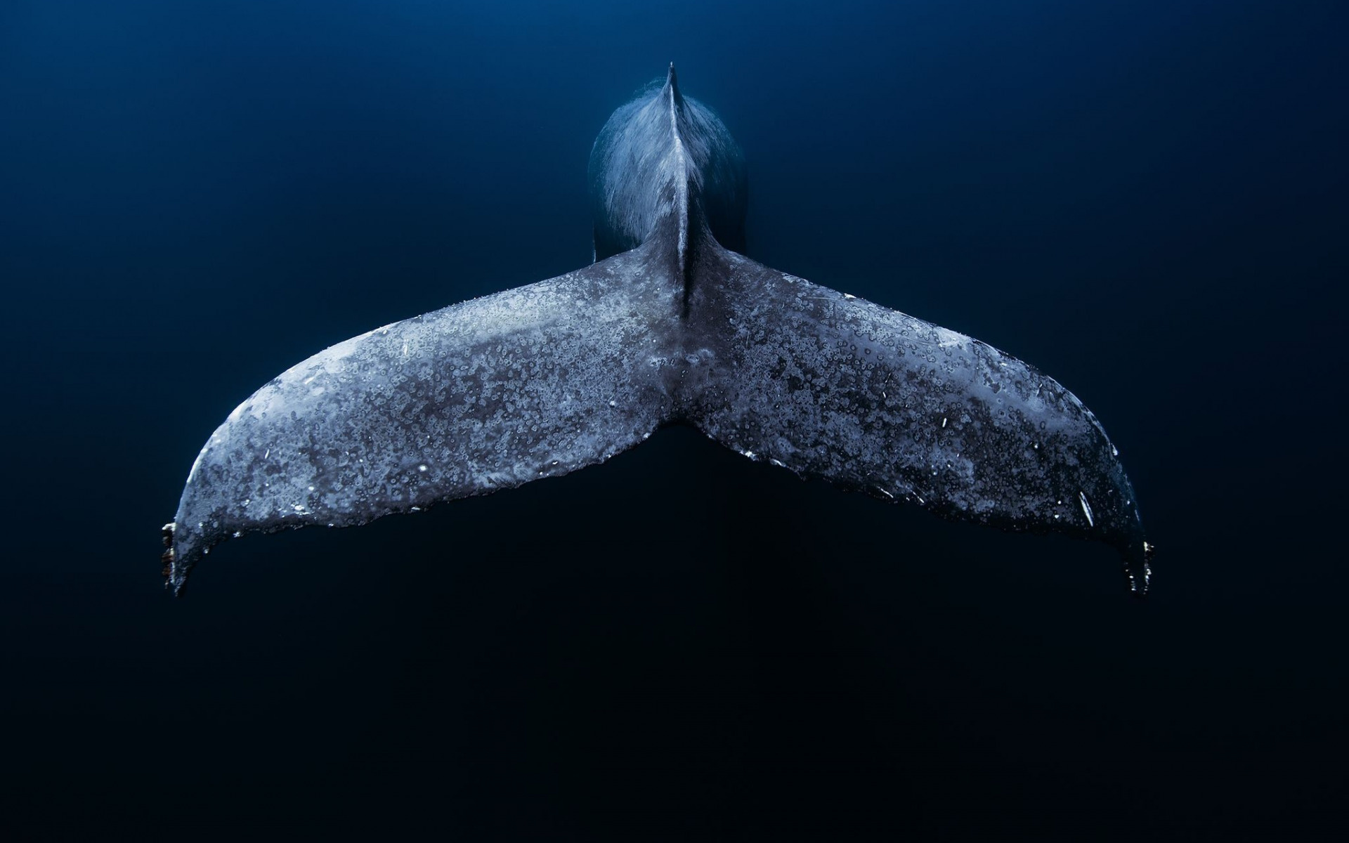 Blue whale tail fluke, Deep underwater scene, Dark blue ocean Blue whale tail fluke, Deep underwater scene, Dark blue ocean — 1920×1200 HD wallpaper