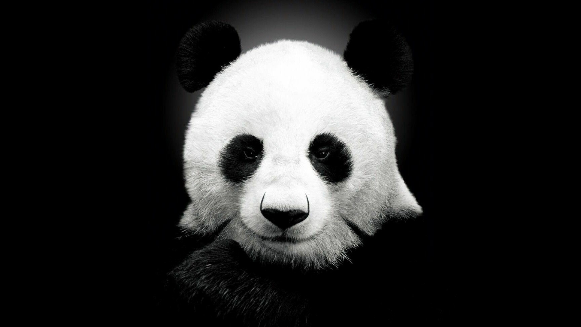 Giant panda face, Black background portrait, Monochrome close-up Giant panda face, Black background portrait, Monochrome close-up — 1920×1080 HD wallpaper