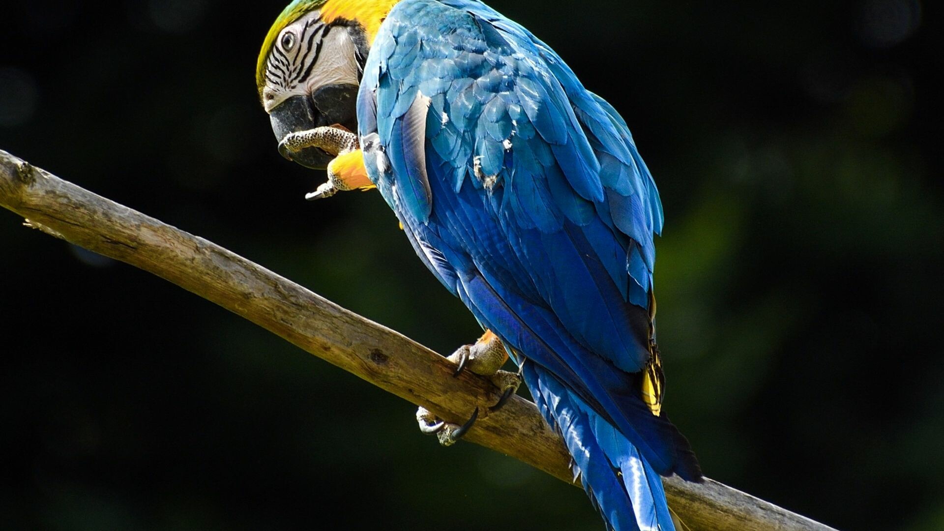 Blue-and-yellow macaw, Perched on branch, Dark forest backdrop Blue-and-yellow macaw, Perched on branch, Dark forest backdrop — 1920×1080 HD wallpaper
