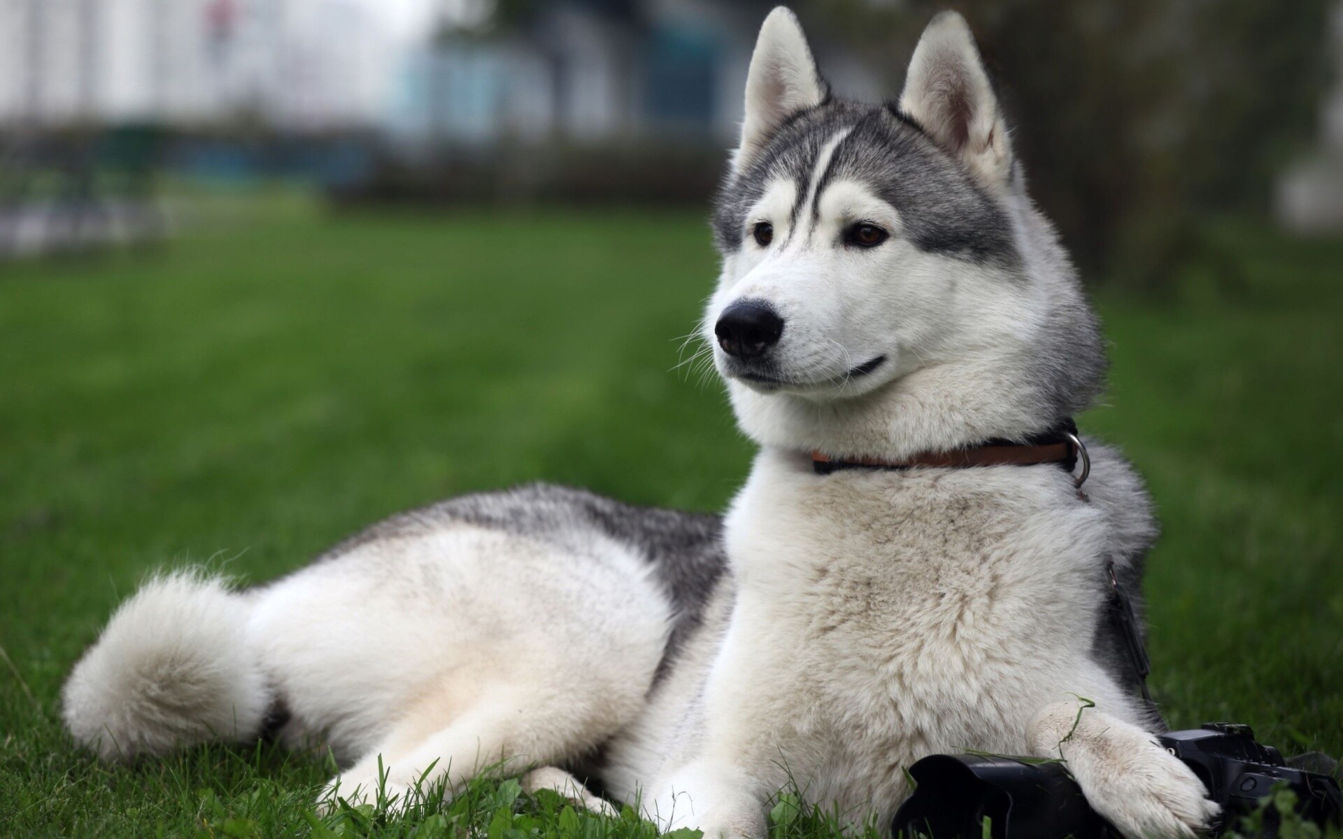 Siberian Husky, Green grass lawn, Brown leather collar Siberian Husky, Green grass lawn, Brown leather collar — 1920×1200 HD wallpaper