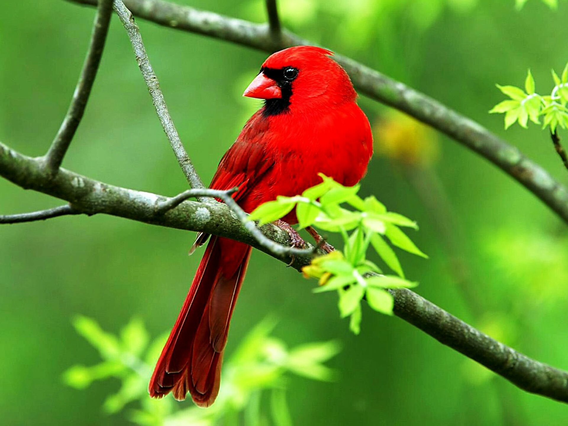 Northern cardinal male, Perched on branch, Green foliage backdrop Northern cardinal male, Perched on branch, Green foliage backdrop — 1920×1440 HD wallpaper