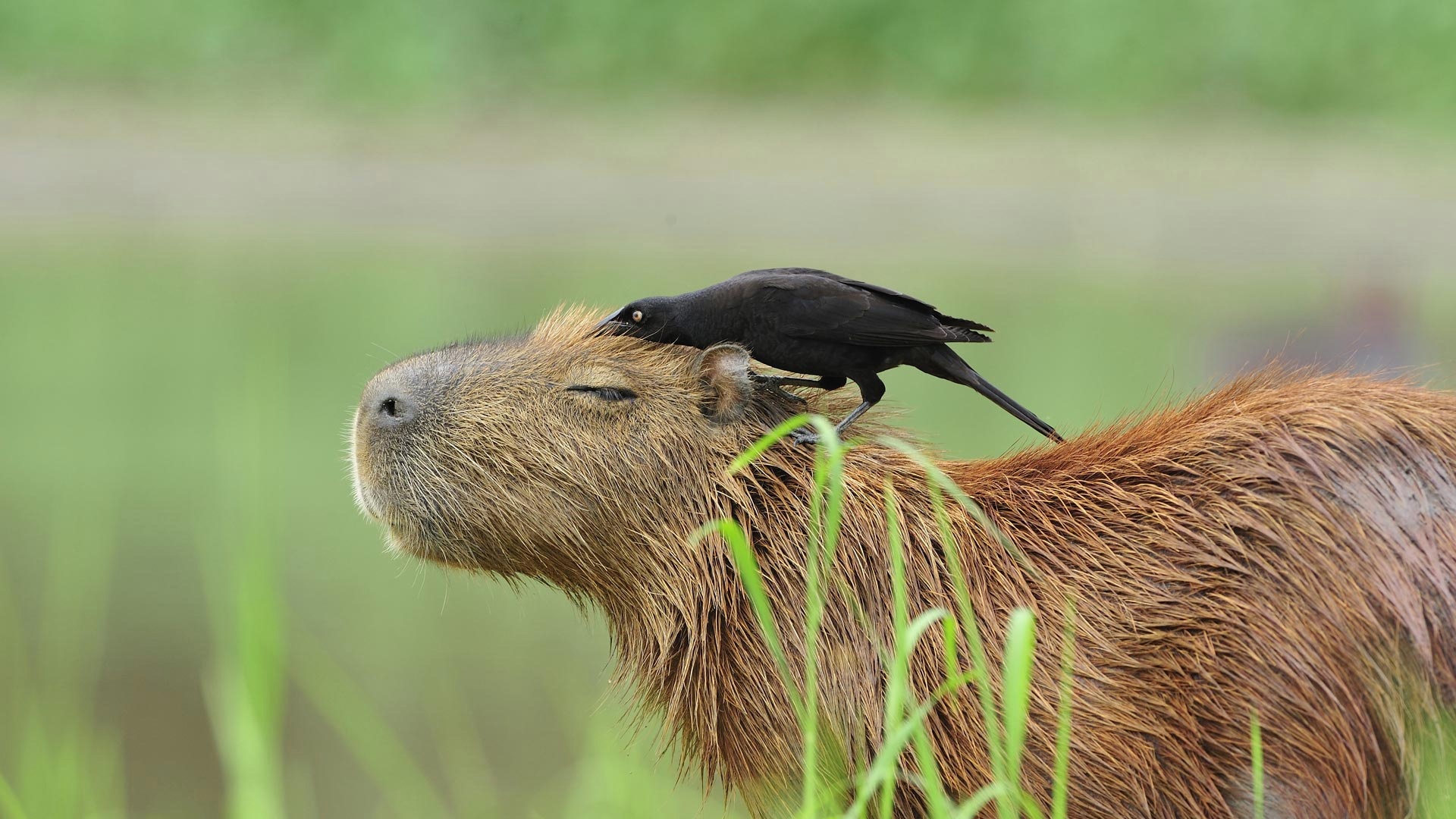 Capybara closed eyes, Black bird perched, Tall green grass Capybara closed eyes, Black bird perched, Tall green grass — 1920×1080 HD wallpaper