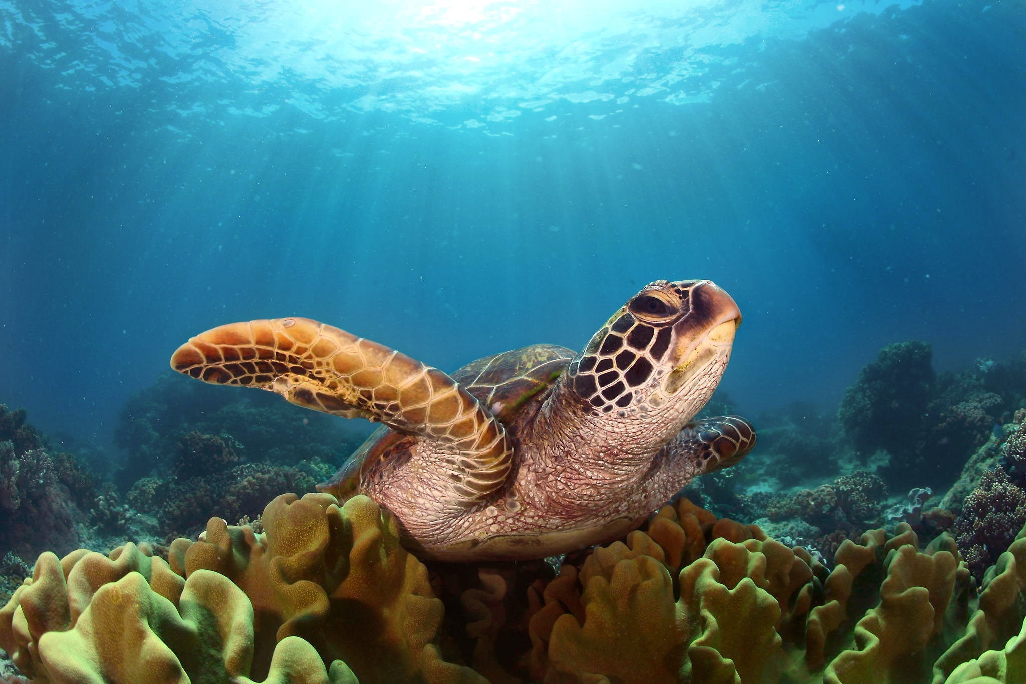 Green sea turtle, Yellow leather coral, Underwater sun rays Green sea turtle, Yellow leather coral, Underwater sun rays — 2048×1365 HD wallpaper
