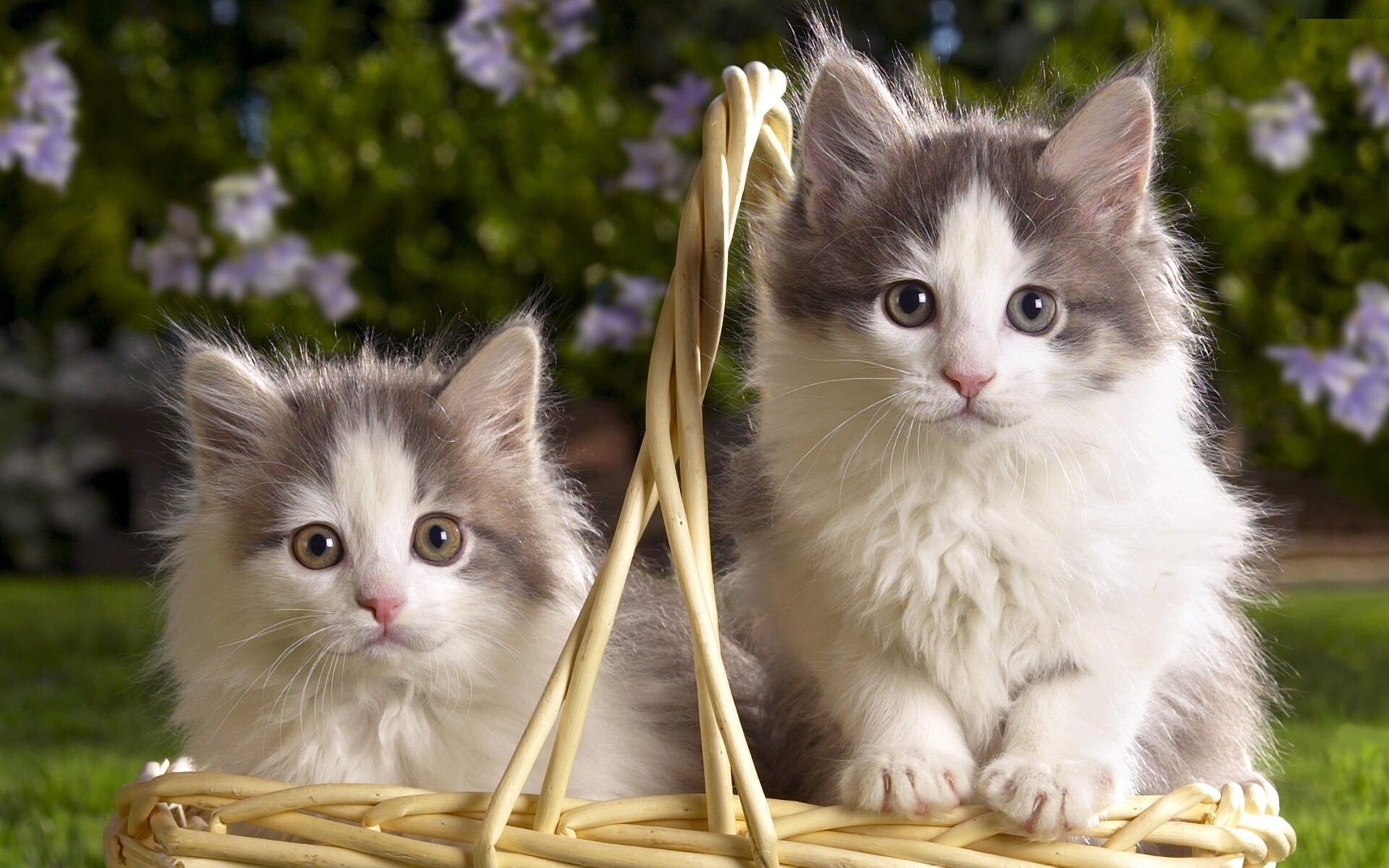 Grey white kittens, Woven wicker basket, Purple flowers garden Grey white kittens, Woven wicker basket, Purple flowers garden — 1920×1200 HD wallpaper