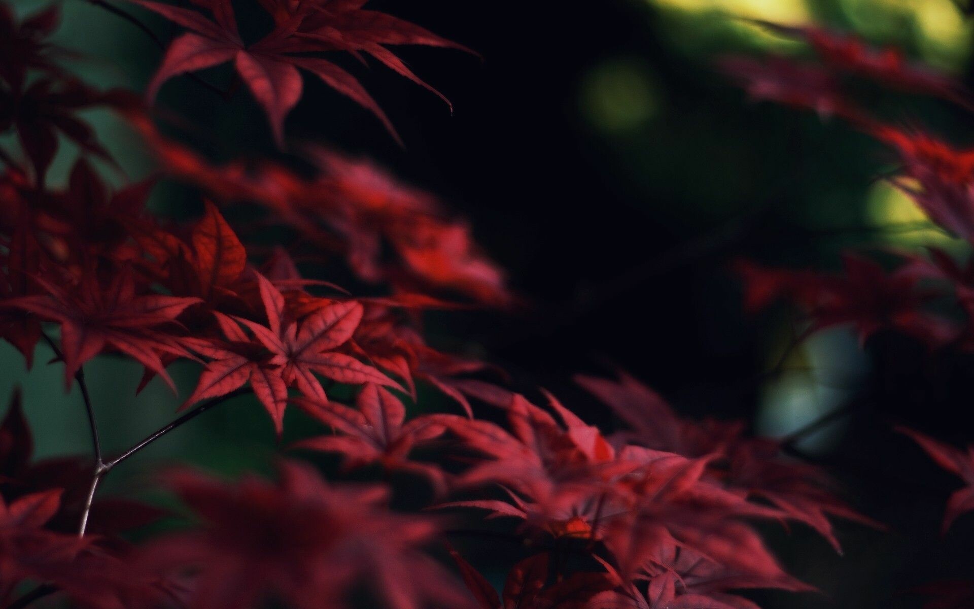 Red Japanese maple leaves, Dark forest bokeh, Autumn foliage Red Japanese maple leaves, Dark forest bokeh, Autumn foliage — 1920×1200 HD wallpaper