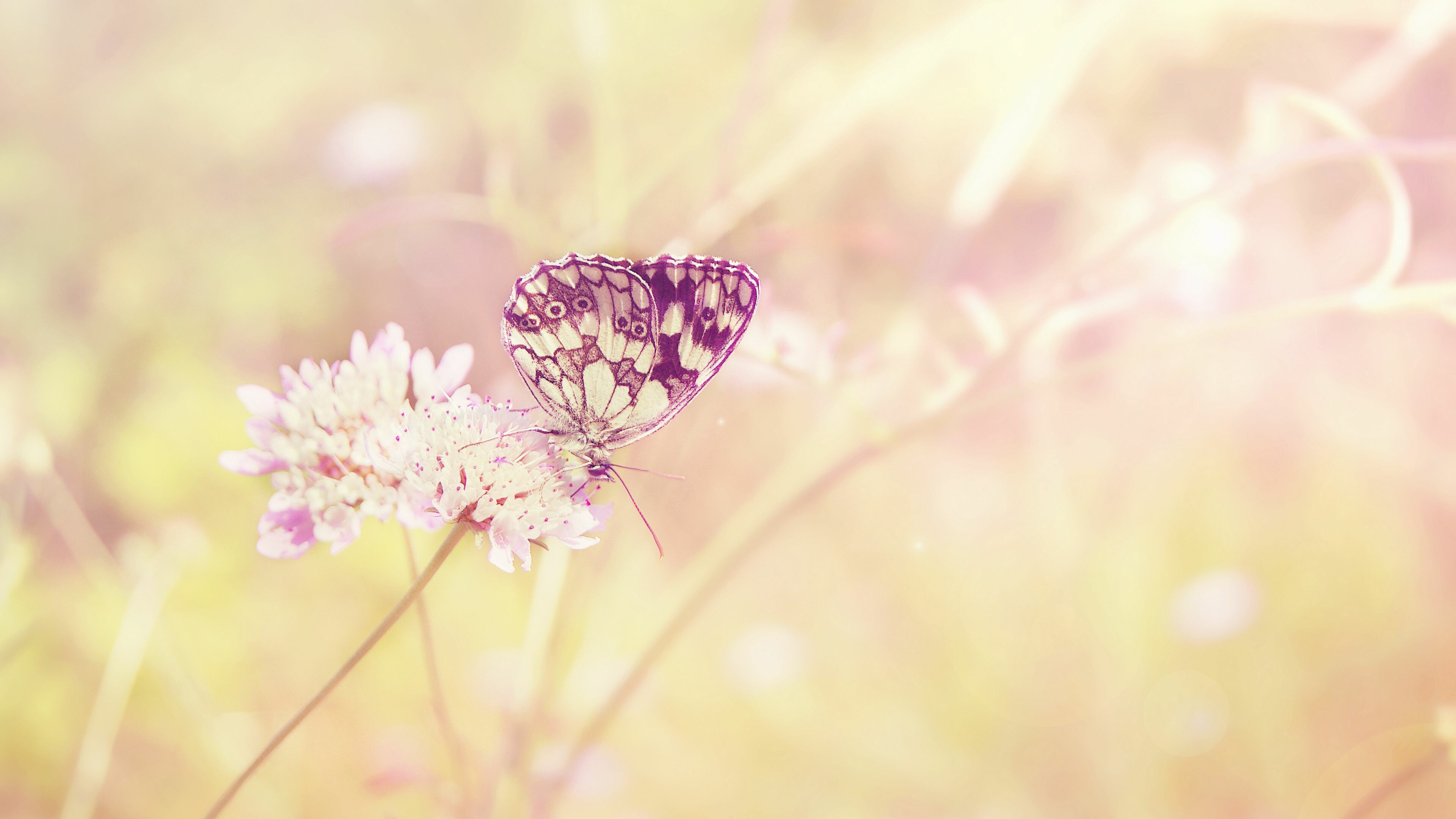 Butterfly, Summer Wallpaper, 4K Desktop Butterfly, Summer Wallpaper, 4K Desktop — 3840×2160 HD wallpaper