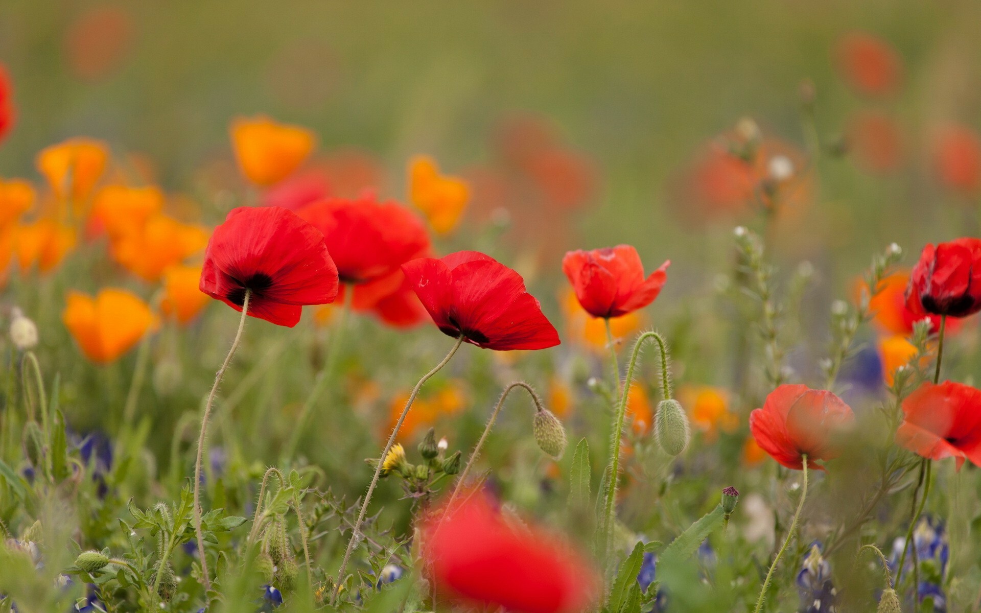 Red common poppies, Orange California poppies, Wildflower meadow — 1920×1200 HD wallpaper
