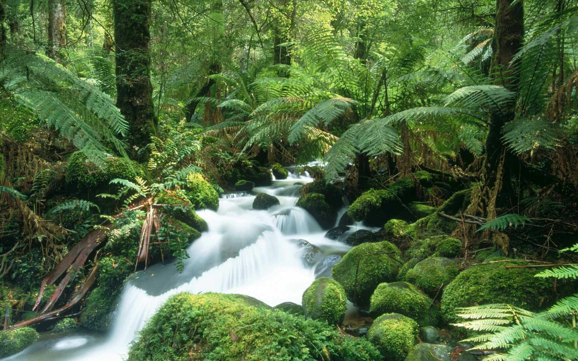 Cascading rainforest stream, Tree ferns, Moss-covered boulders Cascading rainforest stream, Tree ferns, Moss-covered boulders — 1920×1200 HD wallpaper