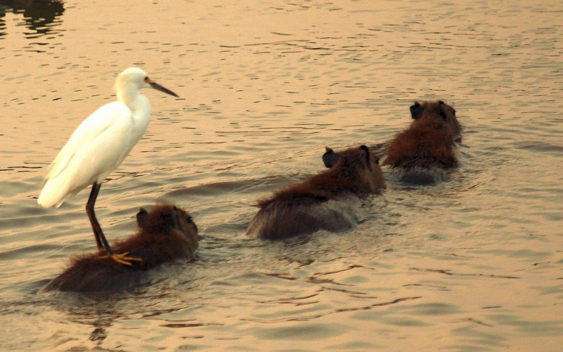 Egret, Capybaras Wallpaper, HD Desktop Egret, Capybaras Wallpaper, HD Desktop — 1920×1200 HD wallpaper