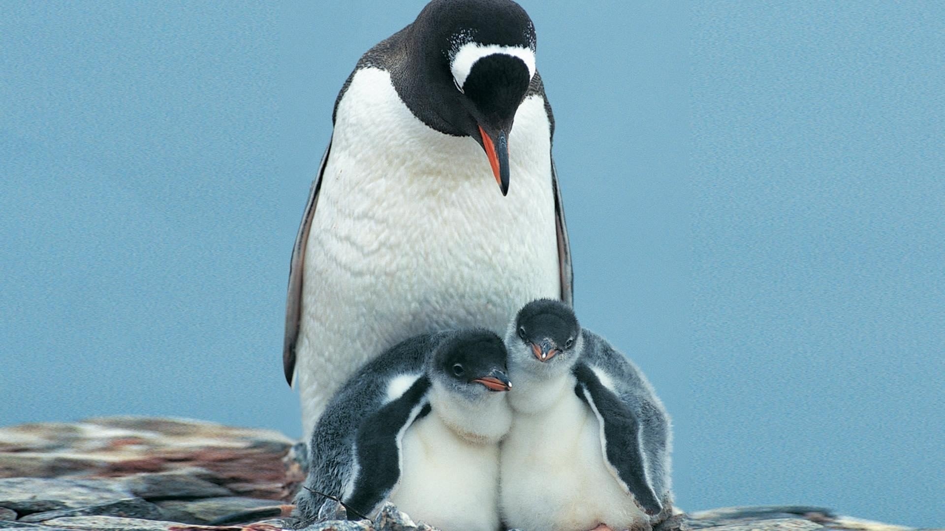 Gentoo penguin parent, Two penguin chicks, Rocky Antarctic nest — 1920×1080 HD wallpaper